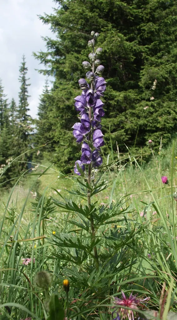 Monkshood (Aconitum Napellus) — away from areas frequented by pets or children; this plant demands attention in any garden with its bold blooms and, image 95