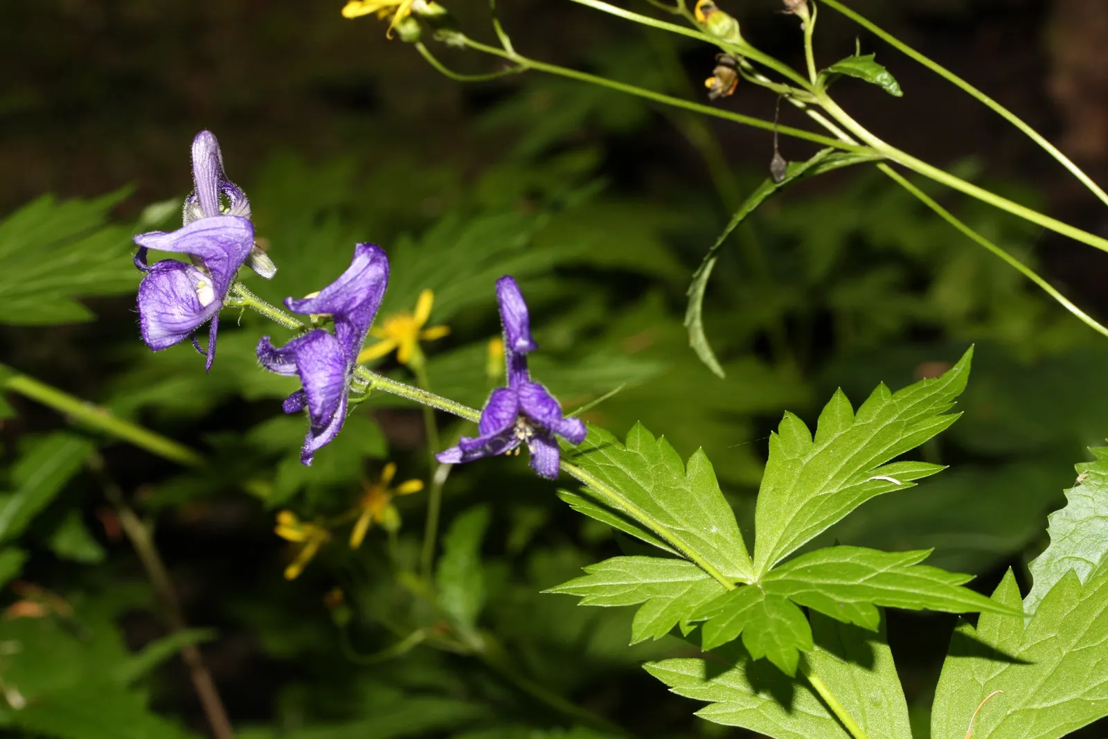 Monkshood (Aconitum Napellus) — blue and white flowers in the garden
