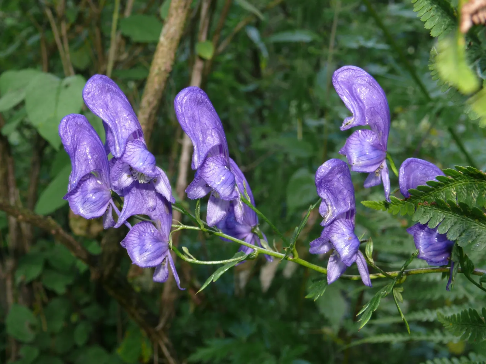 Monkshood (Aconitum Napellus) — This plant pairs well with ferns and astilbes, which complement its preferred conditions and flowering period; it, image 125