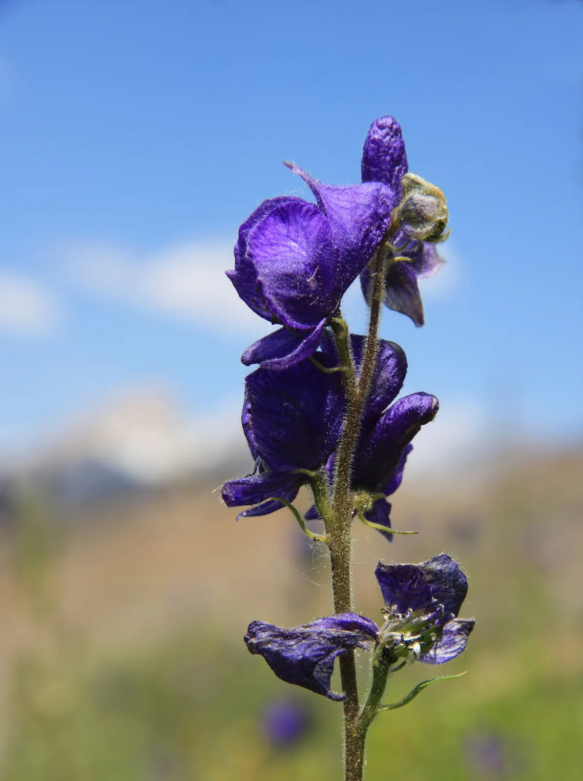 Monkshood (Aconitum Napellus) — Exercise caution: all parts are highly toxic if ingested; ideal for adding vertical interest in woodland gardens or, image 57