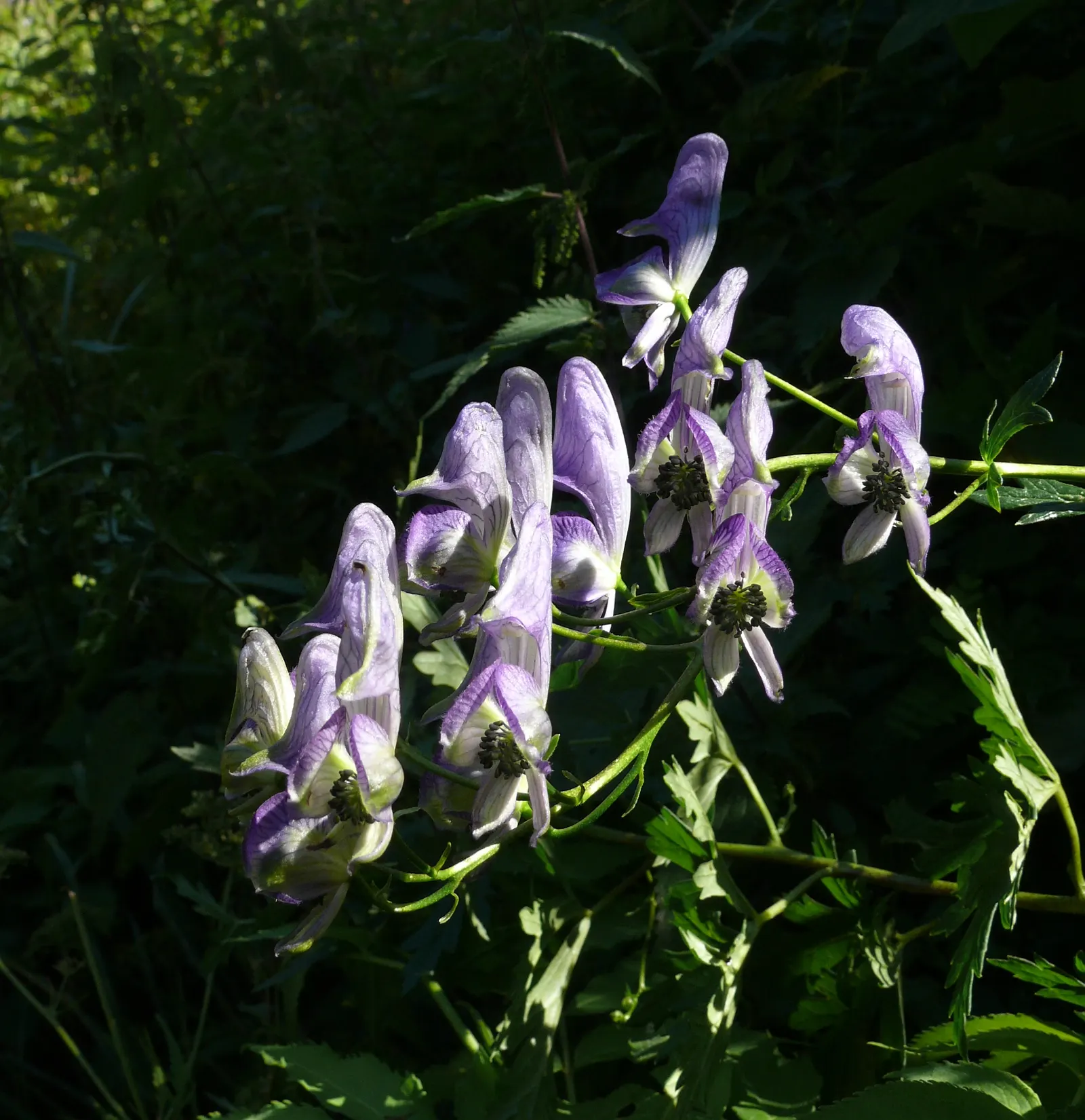 Monkshood (Aconitum Napellus) — This plant pairs well with ferns and astilbes, which complement its preferred conditions and flowering period