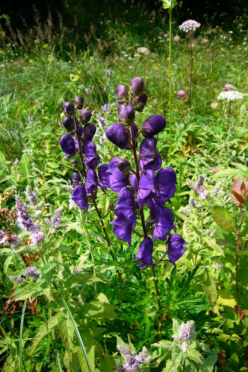 Monkshood (Aconitum Napellus) — reaching from 2 to 4 feet tall.<br><br>When designing with Monkshood; reminiscent of the hoods worn by medieval, image 65