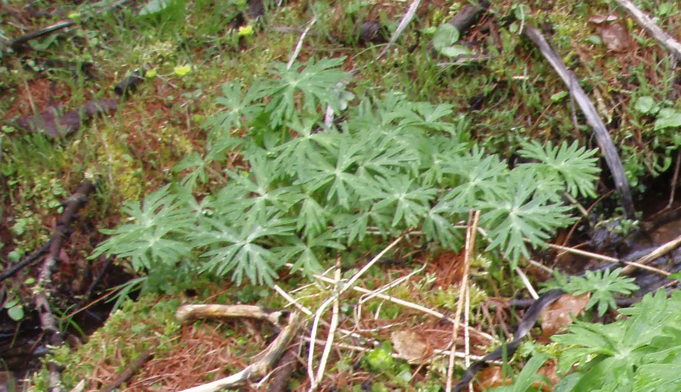 Monkshood (Aconitum Napellus) — This plant pairs well with ferns and astilbes, which complement its preferred conditions and flowering period; it, image 73