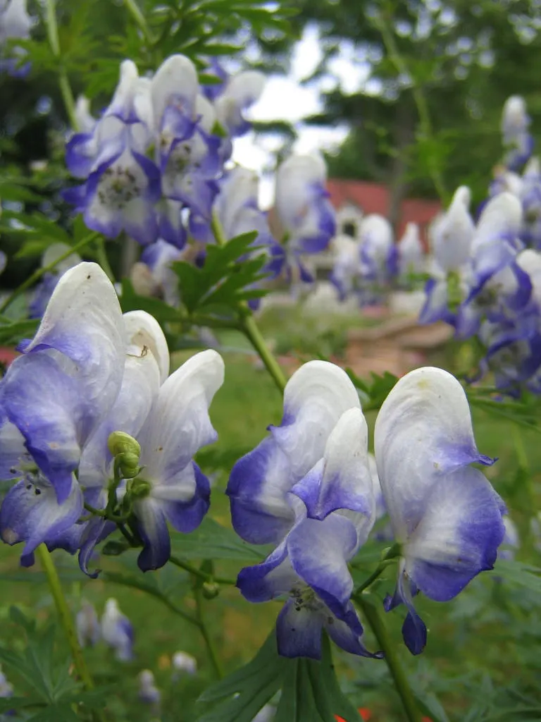 Monkshood (Aconitum Napellus) — or behind shorter plants that contrast its deep purple hues; maintain a distance from edible plants and children's, image 98
