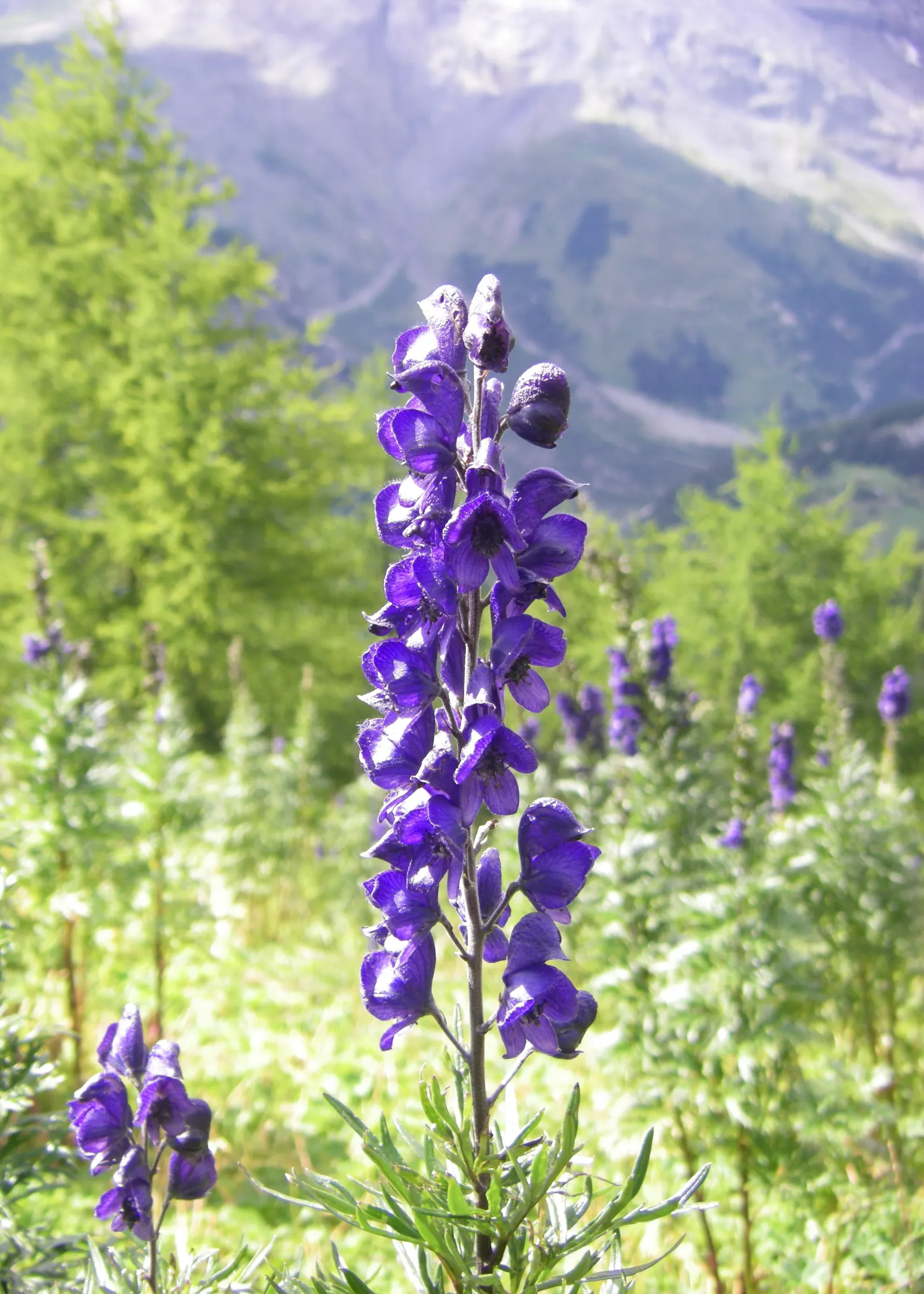 Monkshood (Aconitum Napellus) — It prefers part to full shade and does well in a range of soil types; as long as they are moist and, image 148