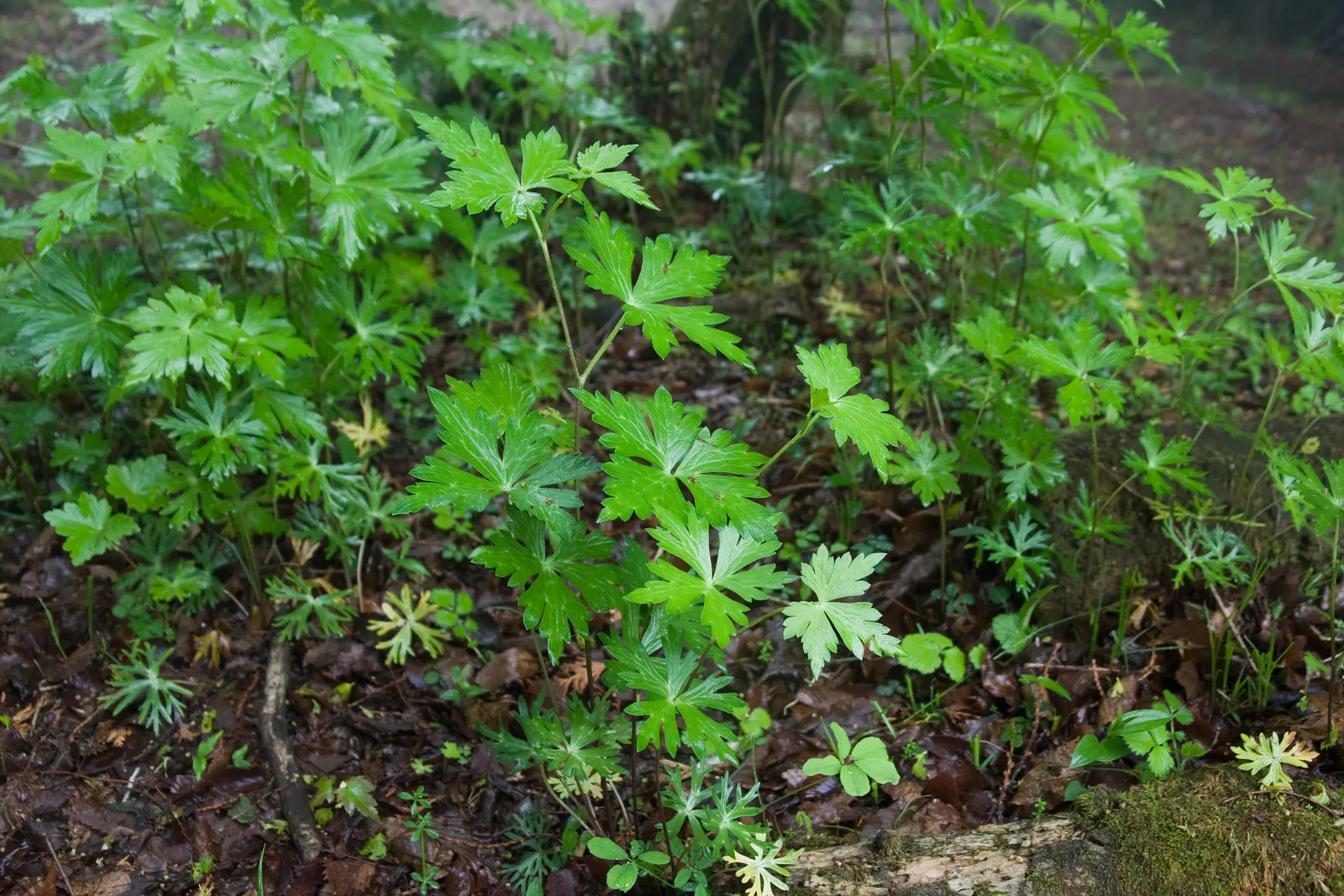 Monkshood (Aconitum Napellus) — Thriving in USDA Zones 3-7, it prefers partially shaded areas with well-drained, moist soil