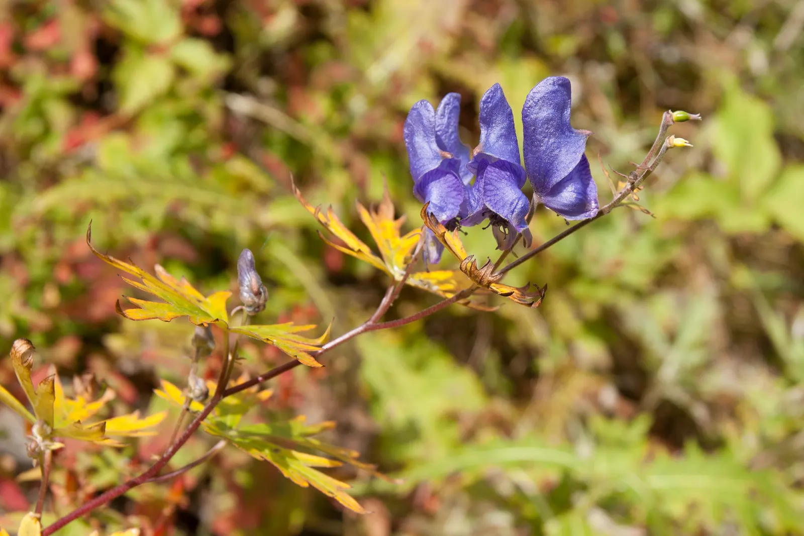 Monkshood (Aconitum Napellus) — Thriving in USDA Hardiness Zones 3 to 7; requiring minimal maintenance, image 115