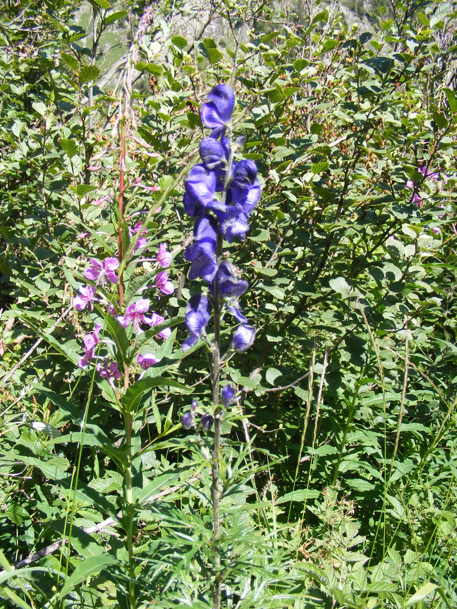 Monkshood (Aconitum Napellus) — blue and white flowers in the garden; is a striking perennial that offers distinct deep purple, image 76