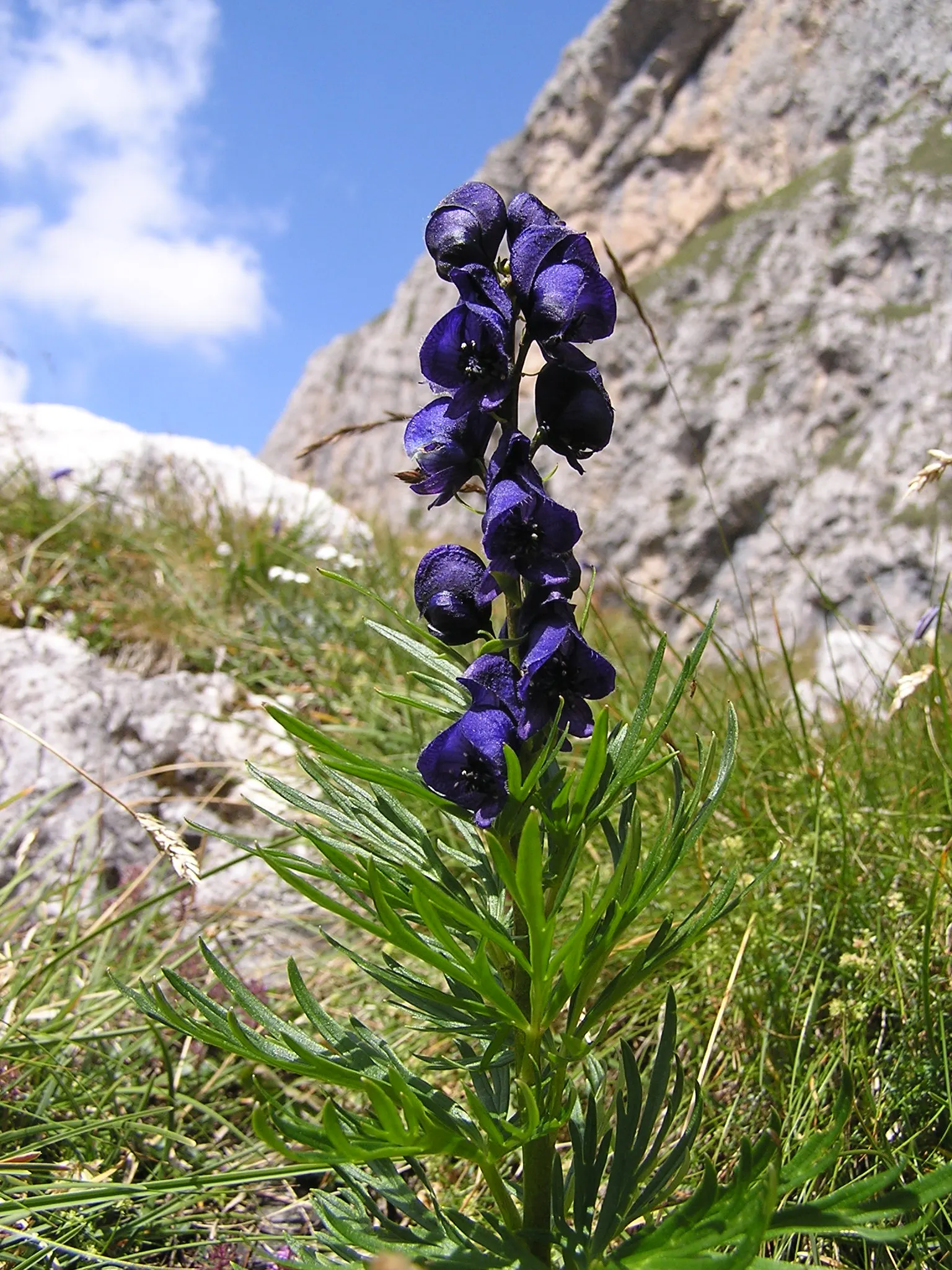 Monkshood (Aconitum Napellus) — Exercise caution: all parts are highly toxic if ingested; ideal for adding vertical interest in woodland gardens or border