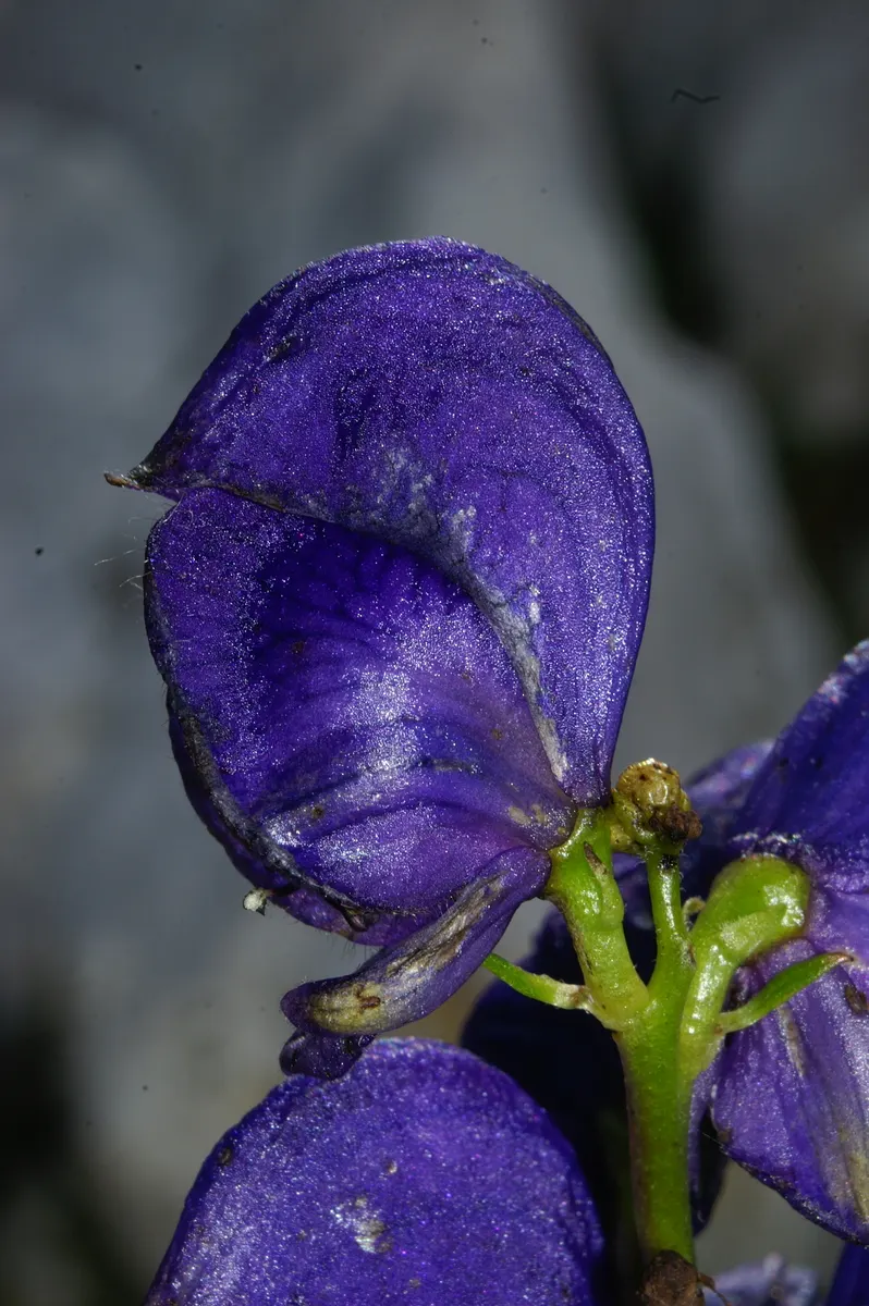 Monkshood (Aconitum Napellus) — reminiscent of the hoods worn by medieval monks - hence its common name; every part of the plant is poisonous if, image 88