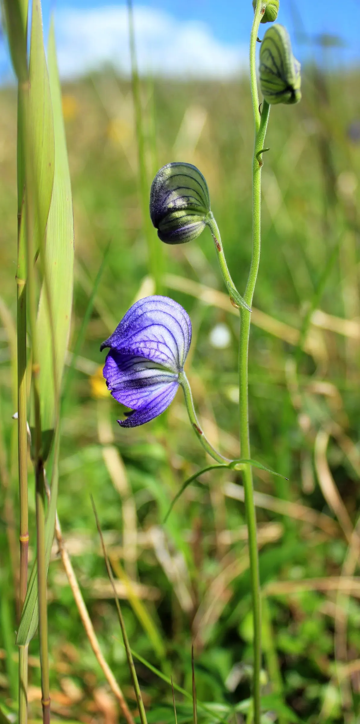 Monkshood (Aconitum Napellus) — it is imperative to recognize both its beauty and toxicity; away from areas frequented by pets or children