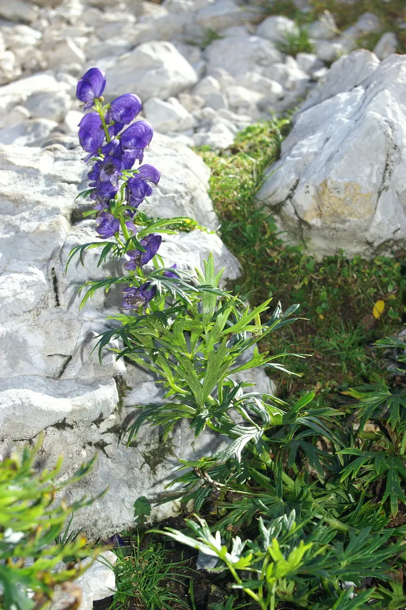 Monkshood (Aconitum Napellus) — reminiscent of the hoods worn by medieval monks - hence its common name; every part of the plant is poisonous if ingested