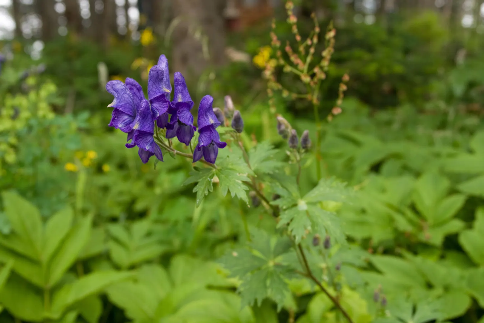 Monkshood (Aconitum Napellus) — it is imperative to recognize both its beauty and toxicity; away from areas frequented by pets or children, image 144