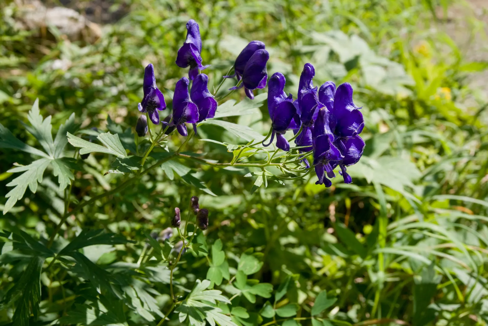 Monkshood (Aconitum Napellus) — Flowering midsummer to early fall, this perennial offers a stately presence; perennial with blue and white blooms