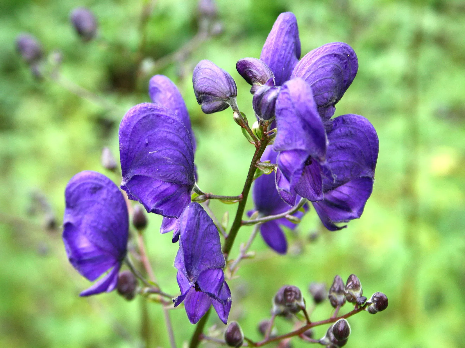 Monkshood (Aconitum Napellus) — scientifically known as Aconitum napellus; prized for deep blue-violet flowers resembling medieval hoods, image 86
