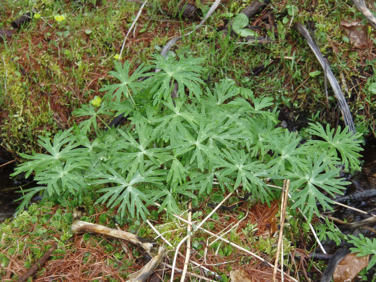 Monkshood (Aconitum Napellus) — this plant demands attention in any garden with its bold blooms and impressive height; thriving in USDA Zones 3-7, it prefers