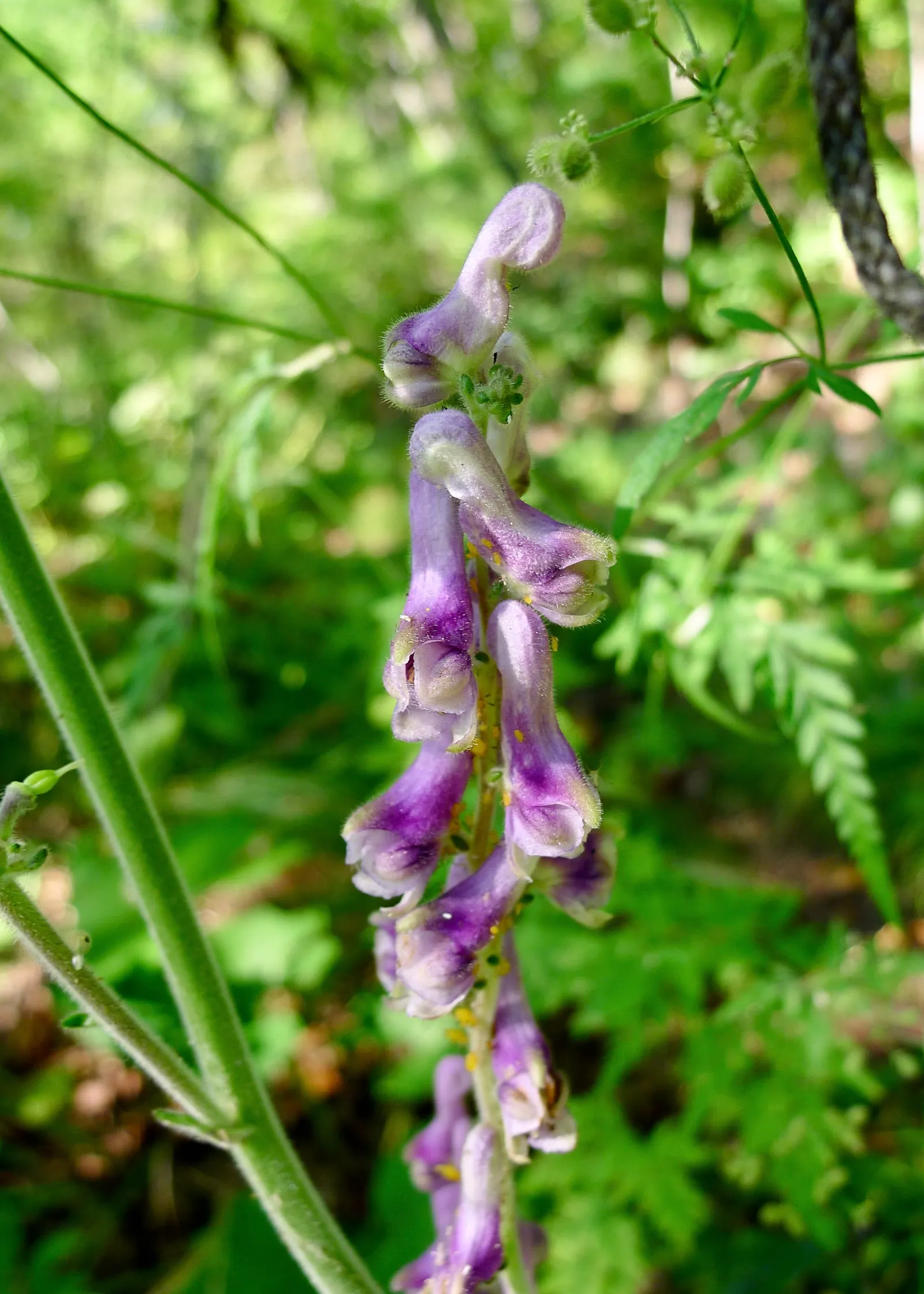 Monkshood (Aconitum Napellus) — reaching from 2 to 4 feet tall.<br><br>When designing with Monkshood; reminiscent of the hoods worn by medieval monks - hence
