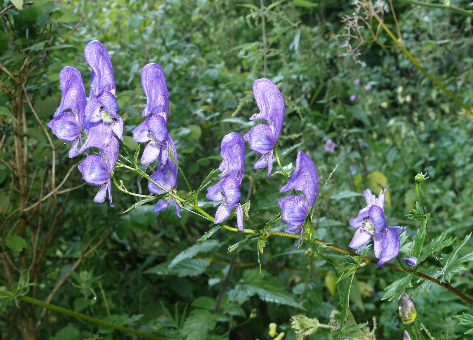 Monkshood (Aconitum Napellus) — it is imperative to recognize both its beauty and toxicity