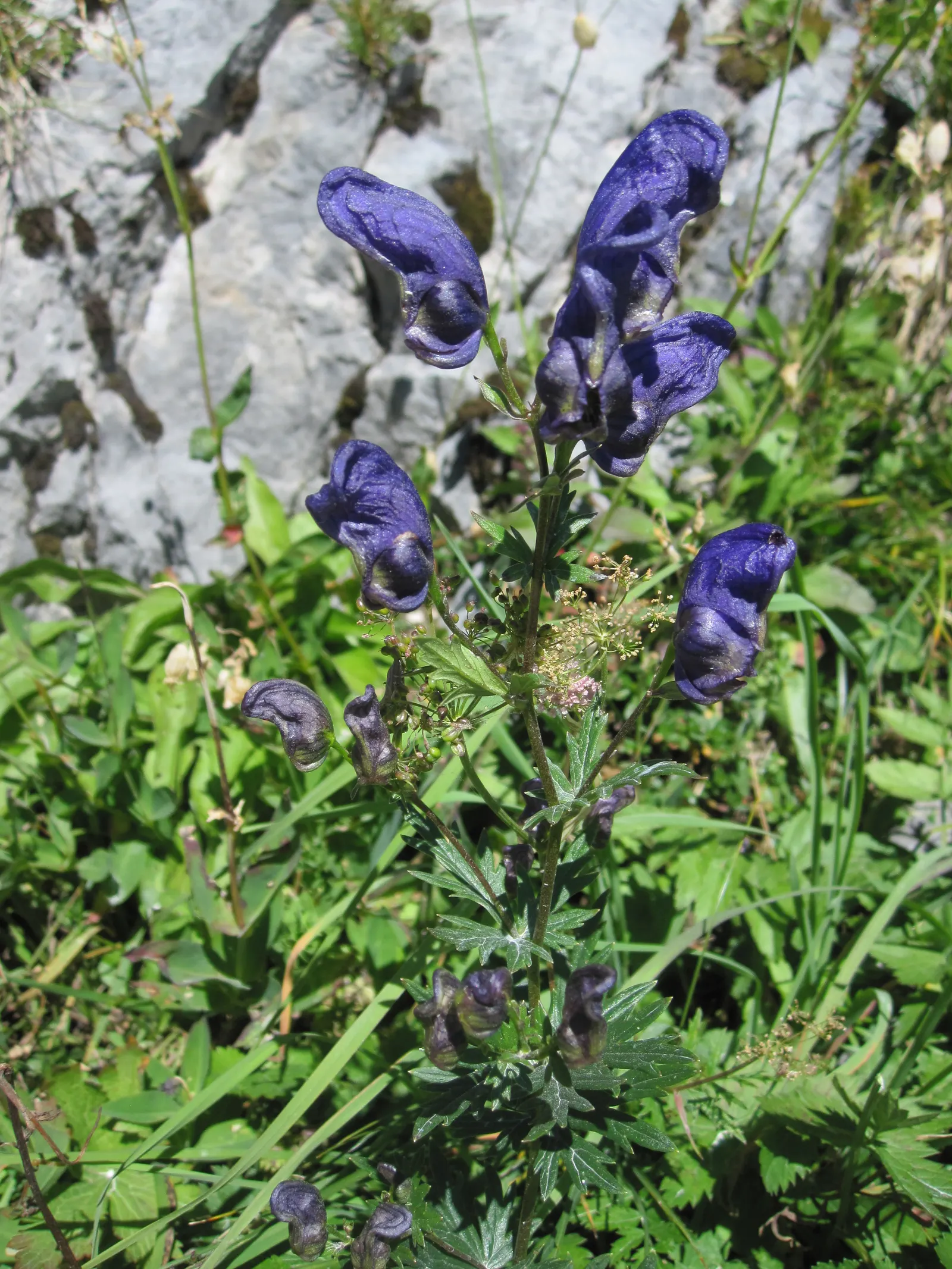 Monkshood (Aconitum Napellus) — It prefers part to full shade and does well in a range of soil types; as long as they are moist and, image 96