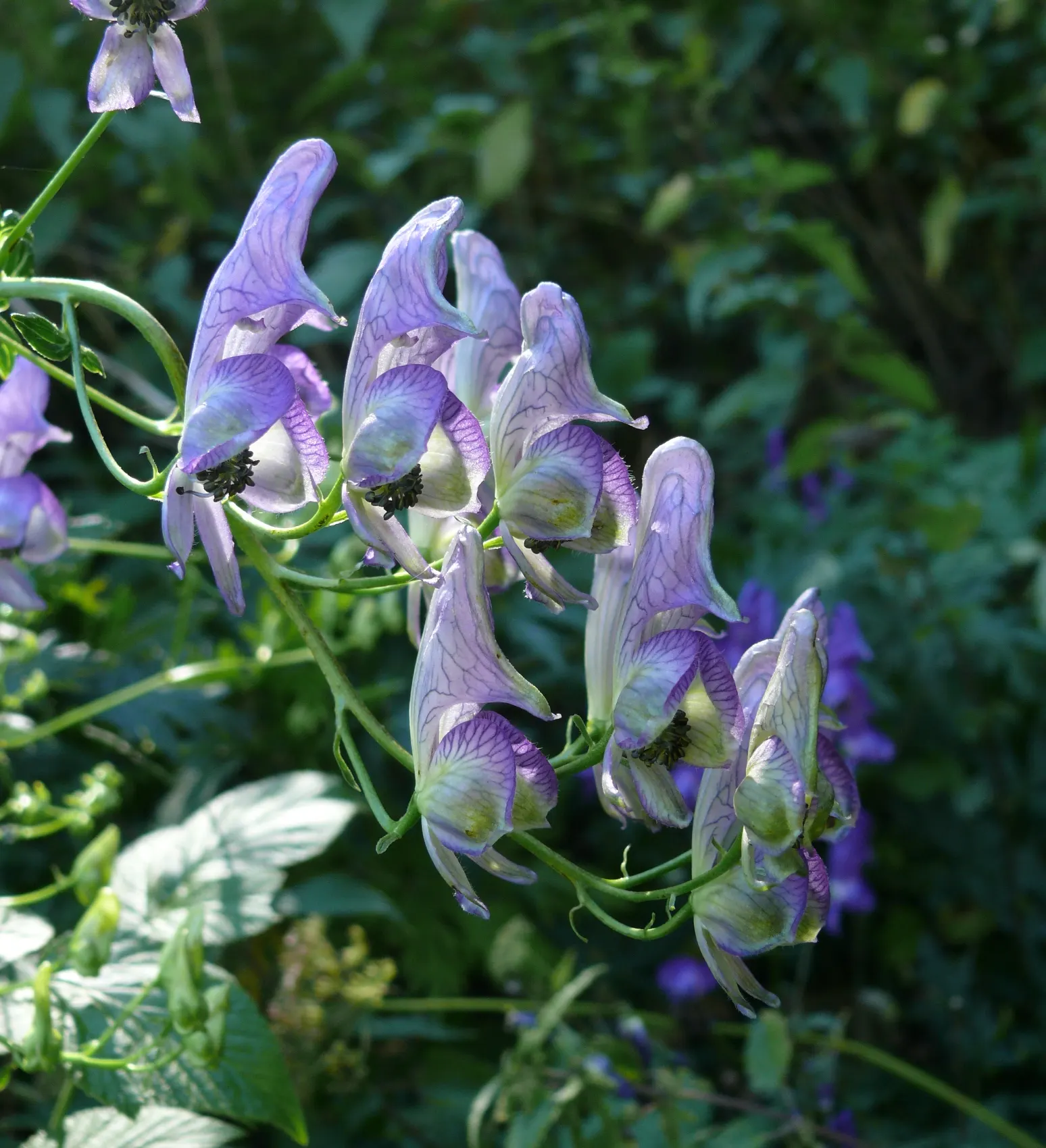Monkshood (Aconitum Napellus) — which will help in preventing powdery mildew; reaches up to 4 feet tall, image 101