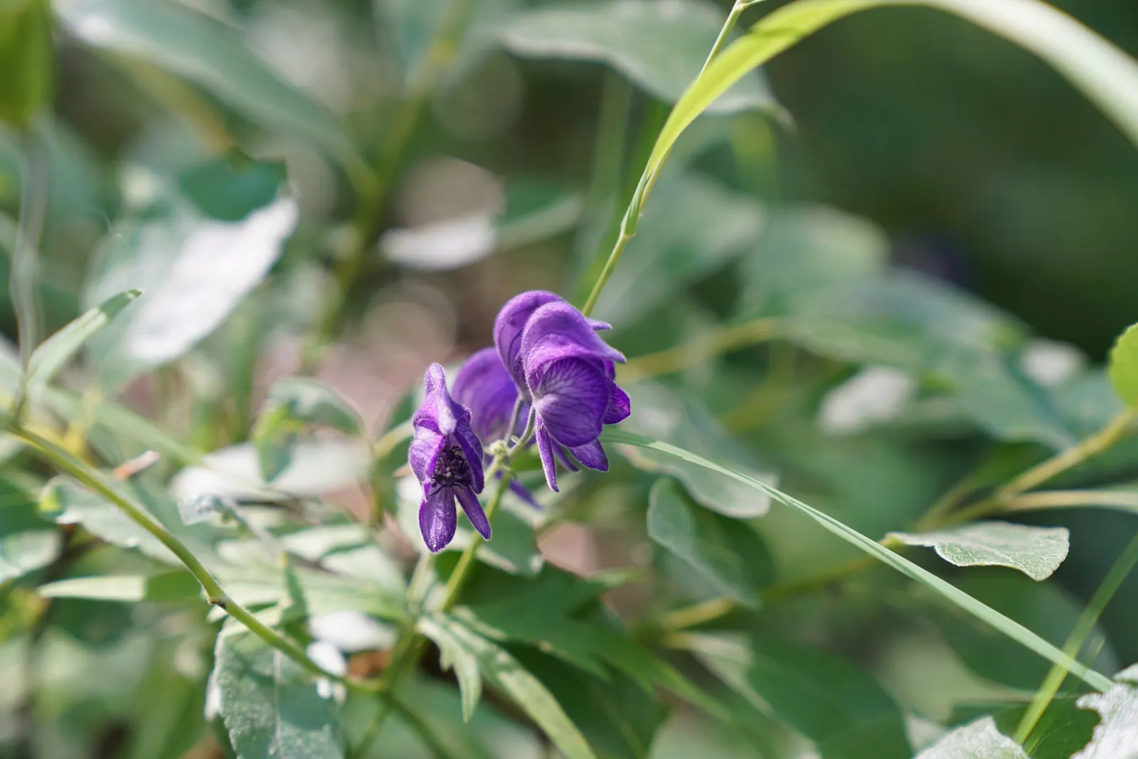 Monkshood (Aconitum Napellus) — Flowering midsummer to early fall, this perennial offers a stately presence