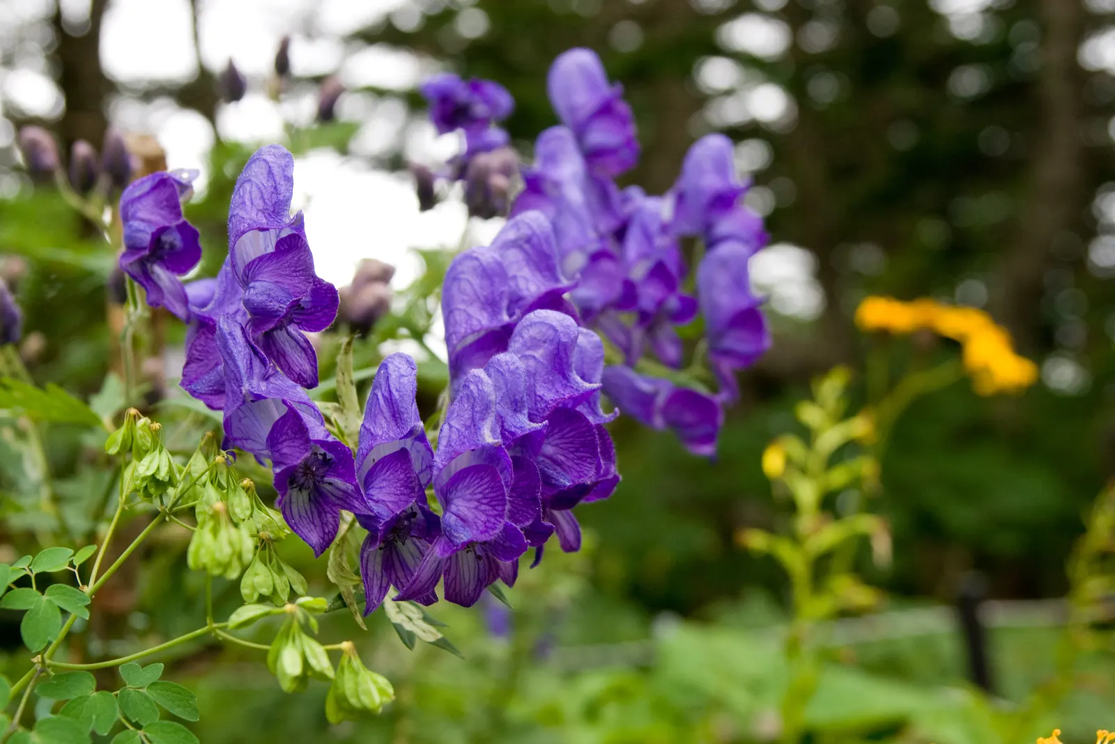 Monkshood (Aconitum Napellus) — away from areas frequented by pets or children; this plant demands attention in any garden with its bold blooms and, image 121