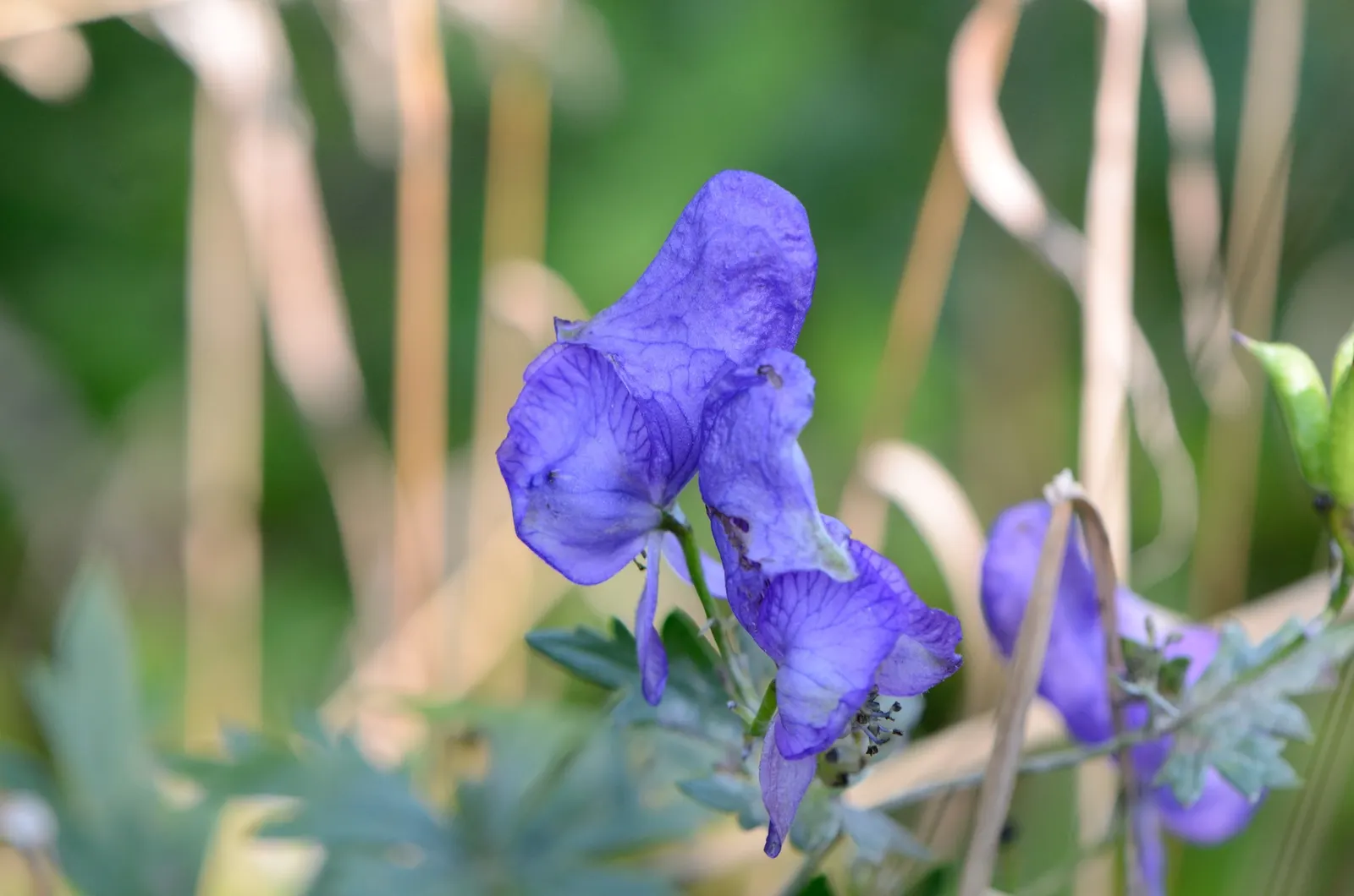 Monkshood (Aconitum Napellus) — or behind shorter plants that contrast its deep purple hues; maintain a distance from edible plants and children's, image 72