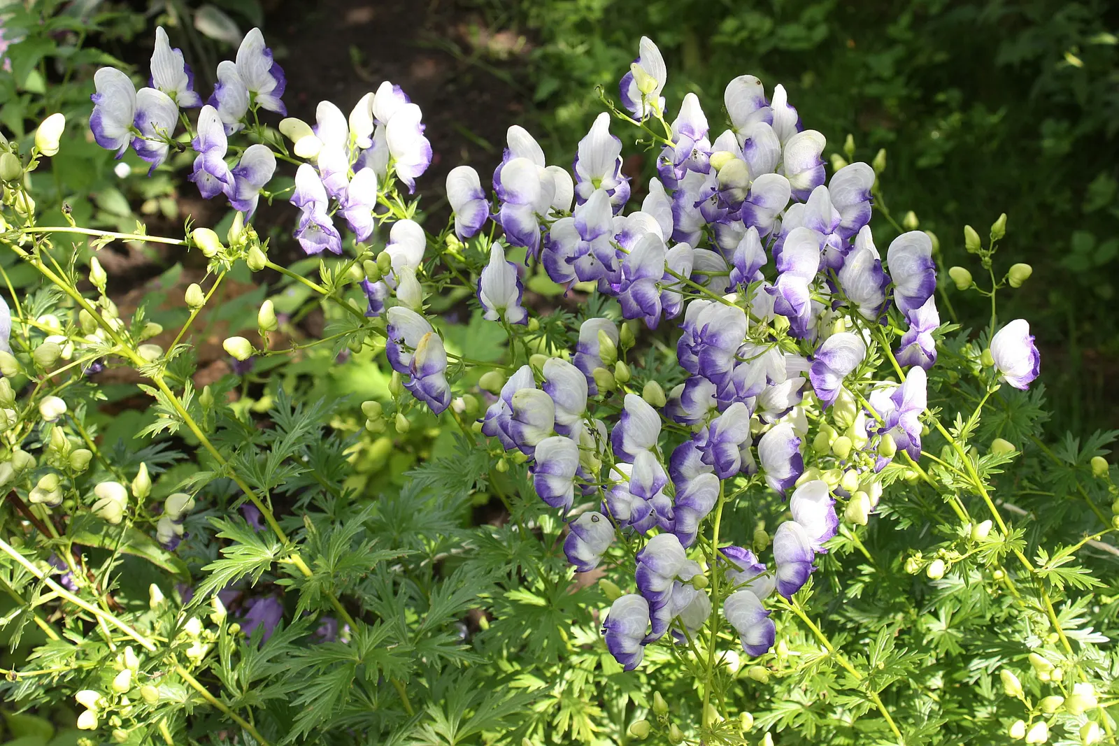 Monkshood (Aconitum Napellus) — away from areas frequented by pets or children; this plant demands attention in any garden with its bold blooms and impressive