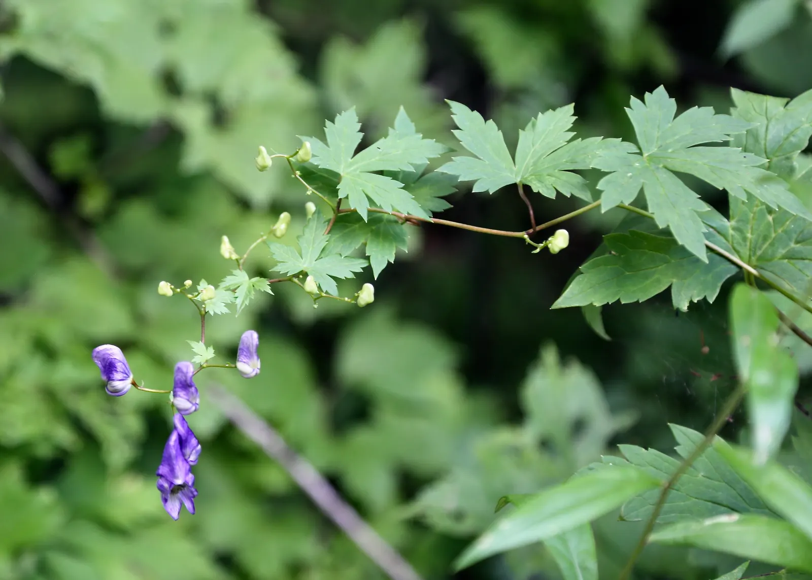 Monkshood (Aconitum Napellus) — or behind shorter plants that contrast its deep purple hues