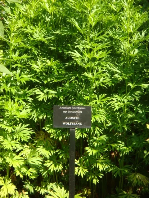 Monkshood (Aconitum Napellus) — reaching from 2 to 4 feet tall.<br><br>When designing with Monkshood; reminiscent of the hoods worn by medieval, image 143