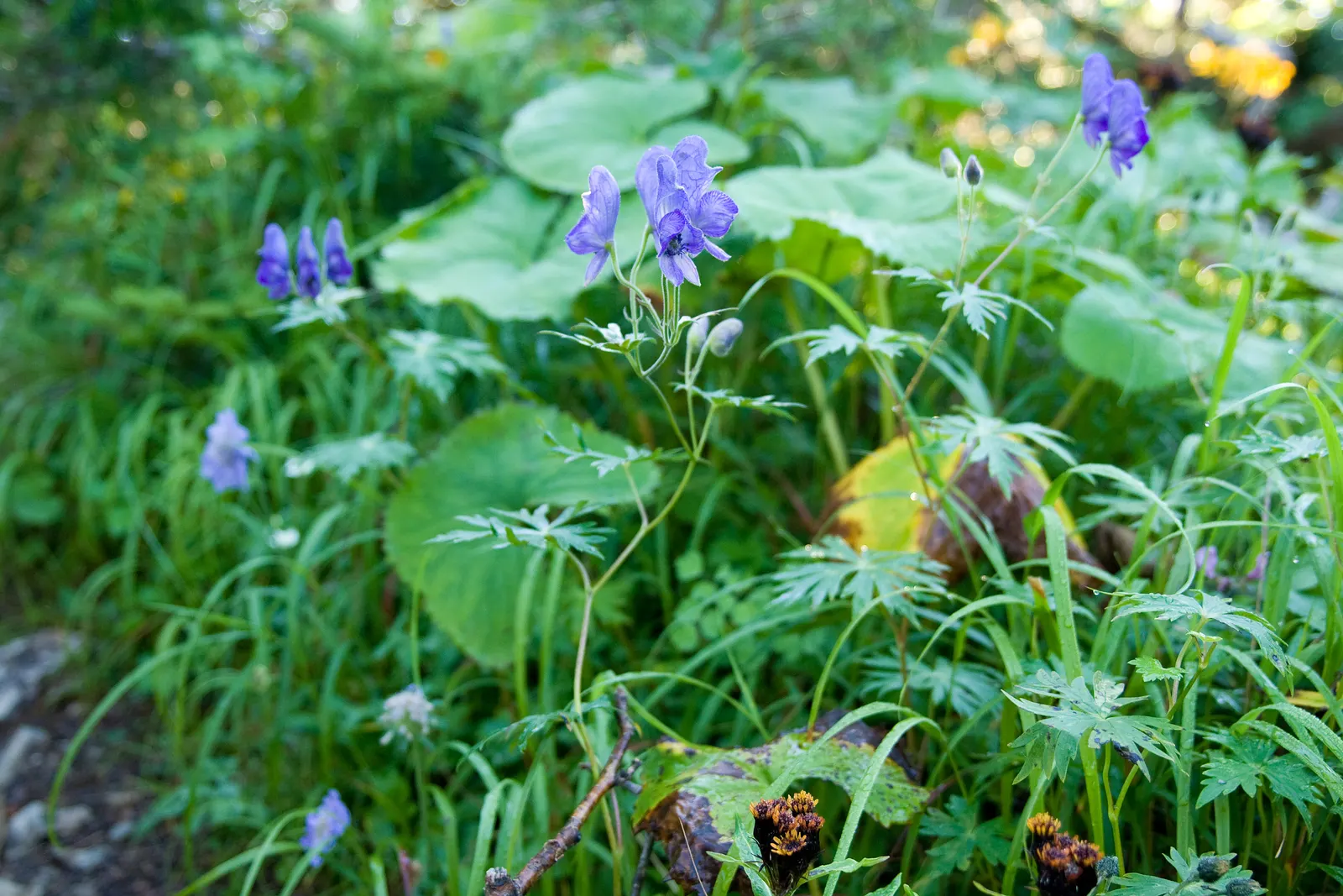 Monkshood (Aconitum Napellus) — reaching from 2 to 4 feet tall.<br><br>When designing with Monkshood