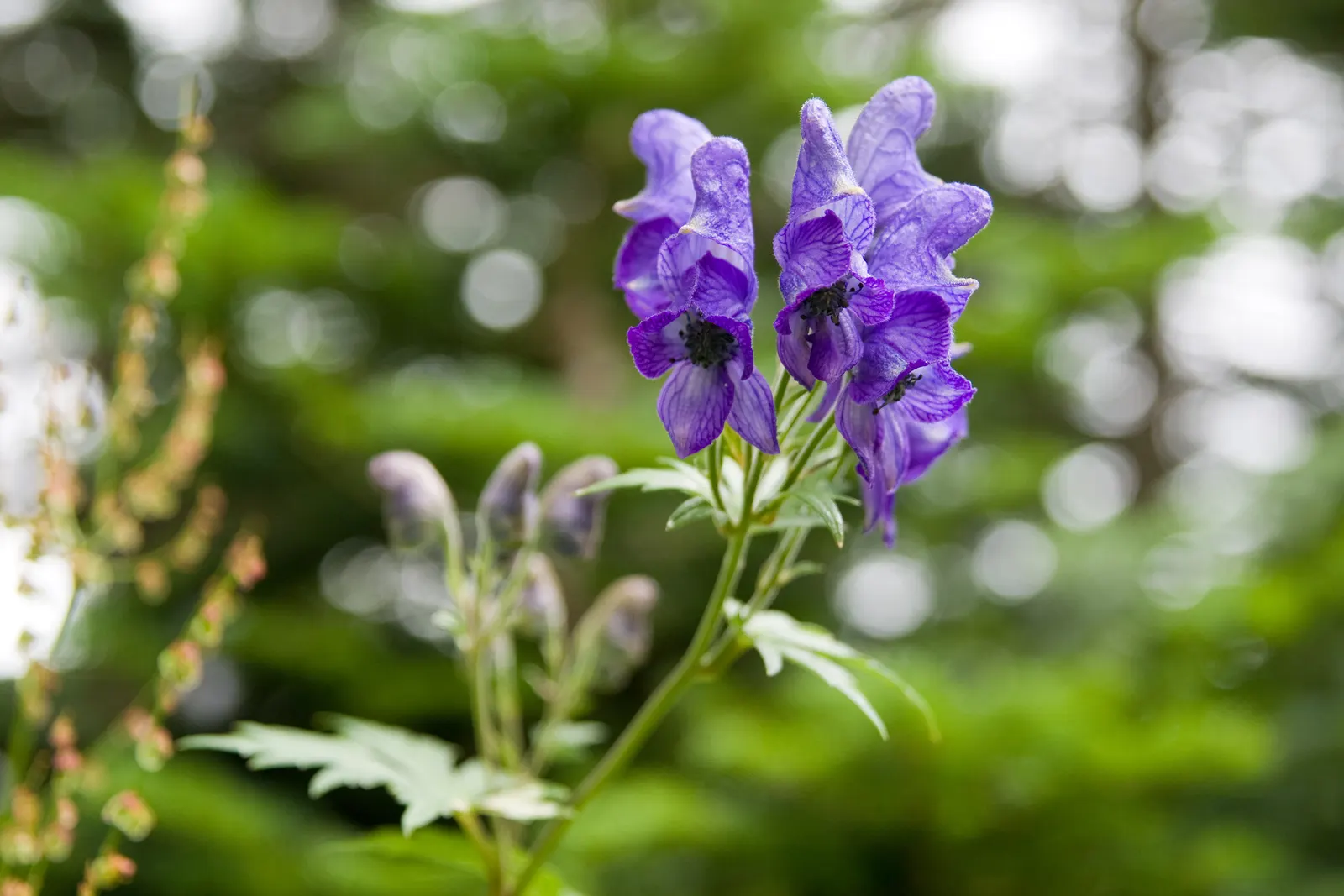 Monkshood (Aconitum Napellus) — Every part of the plant is poisonous if ingested; blue and white flowers in the garden, image 93