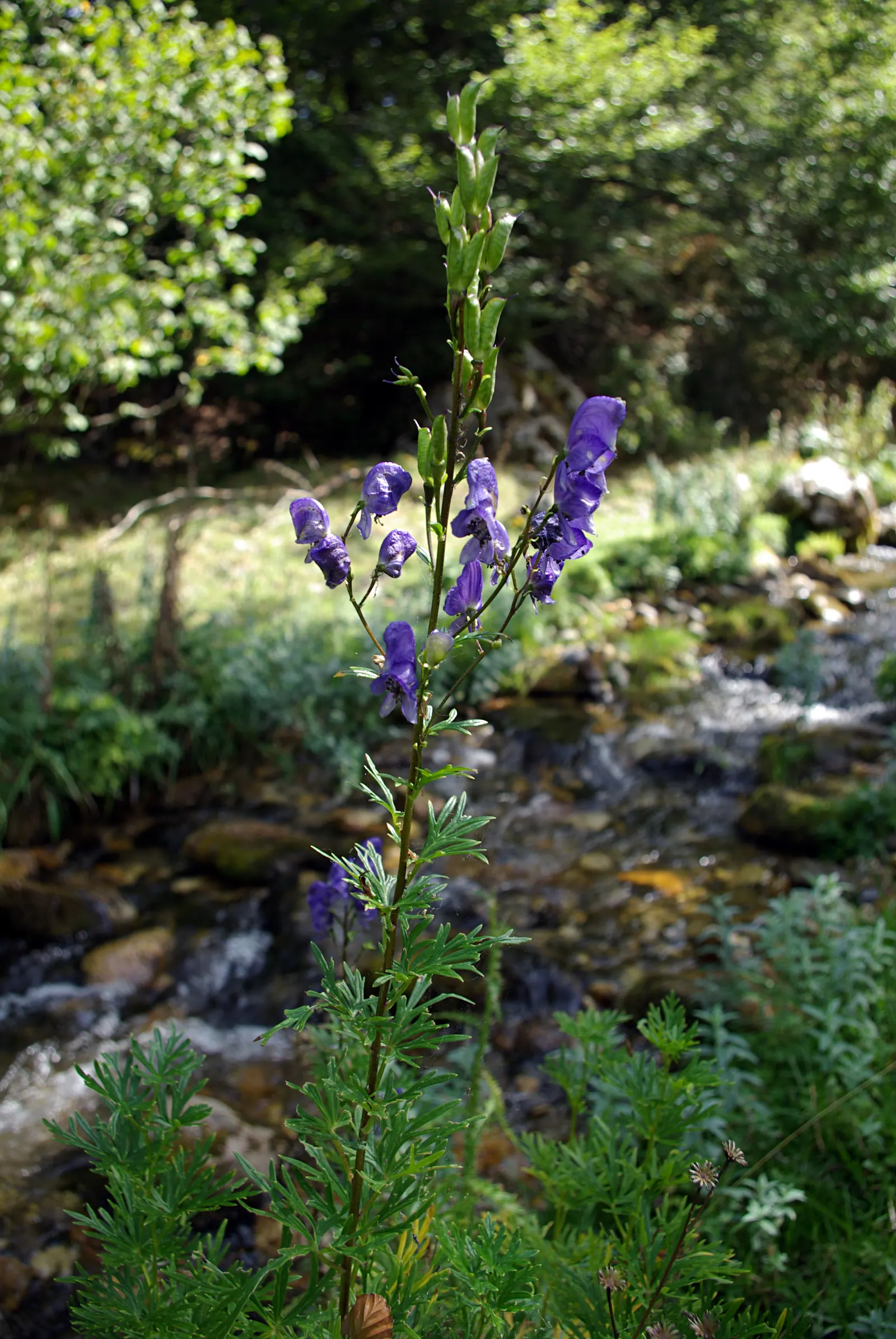 Monkshood (Aconitum Napellus) — prized for deep blue-violet flowers resembling medieval hoods