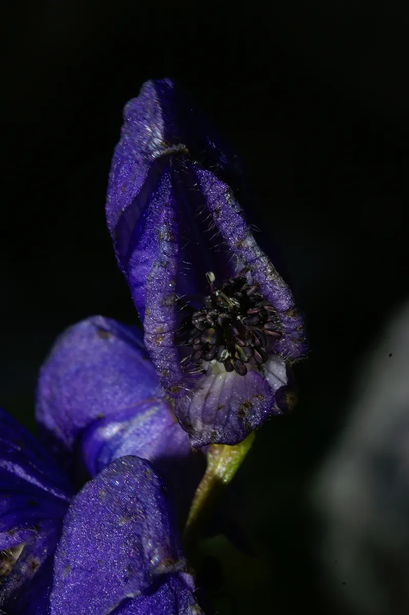 Monkshood (Aconitum Napellus) — reaching from 2 to 4 feet tall.<br><br>When designing with Monkshood; reminiscent of the hoods worn by medieval, image 91