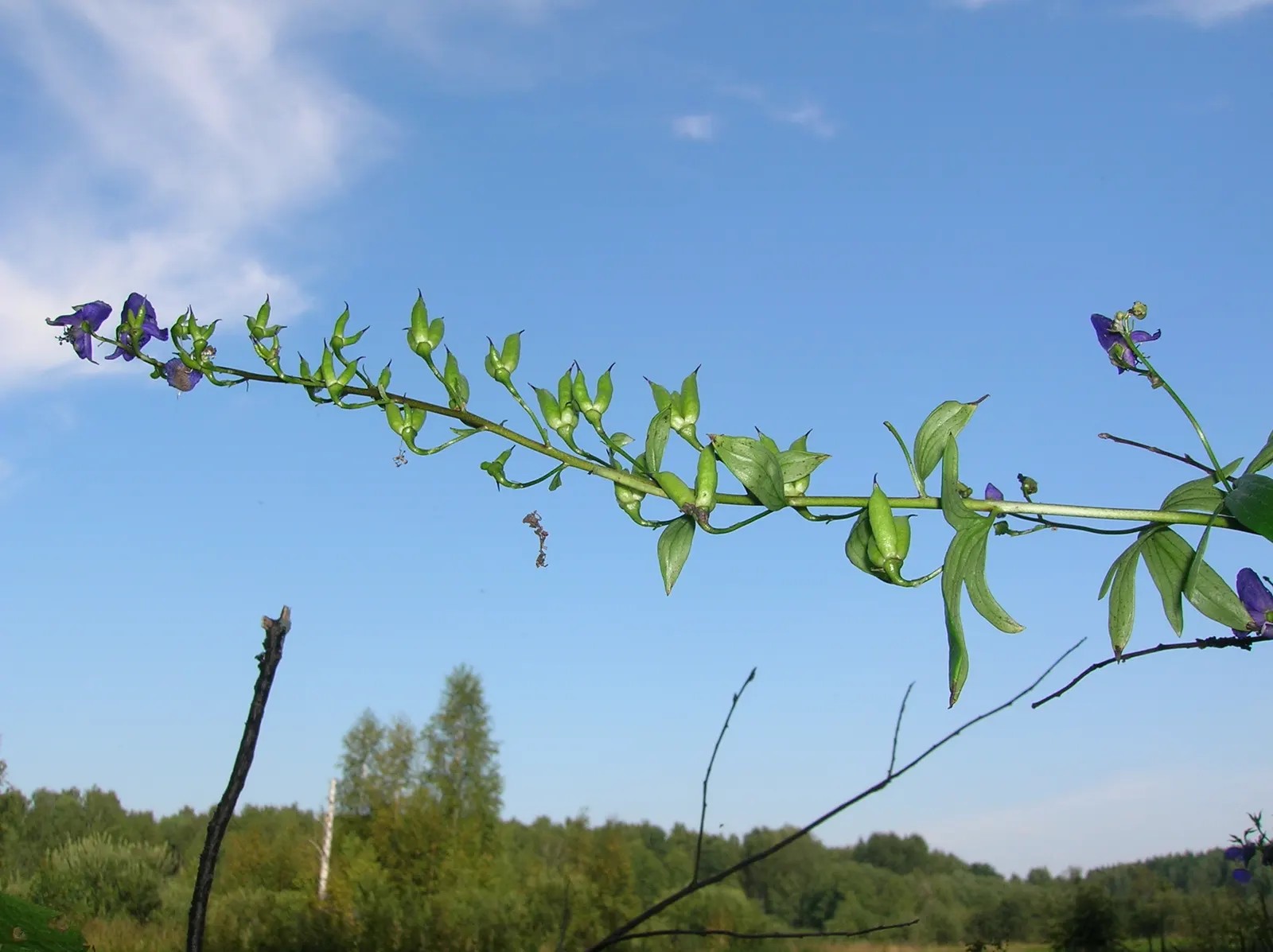 Monkshood (Aconitum Napellus) — this plant demands attention in any garden with its bold blooms and impressive height; thriving in USDA Zones 3-7, image 116