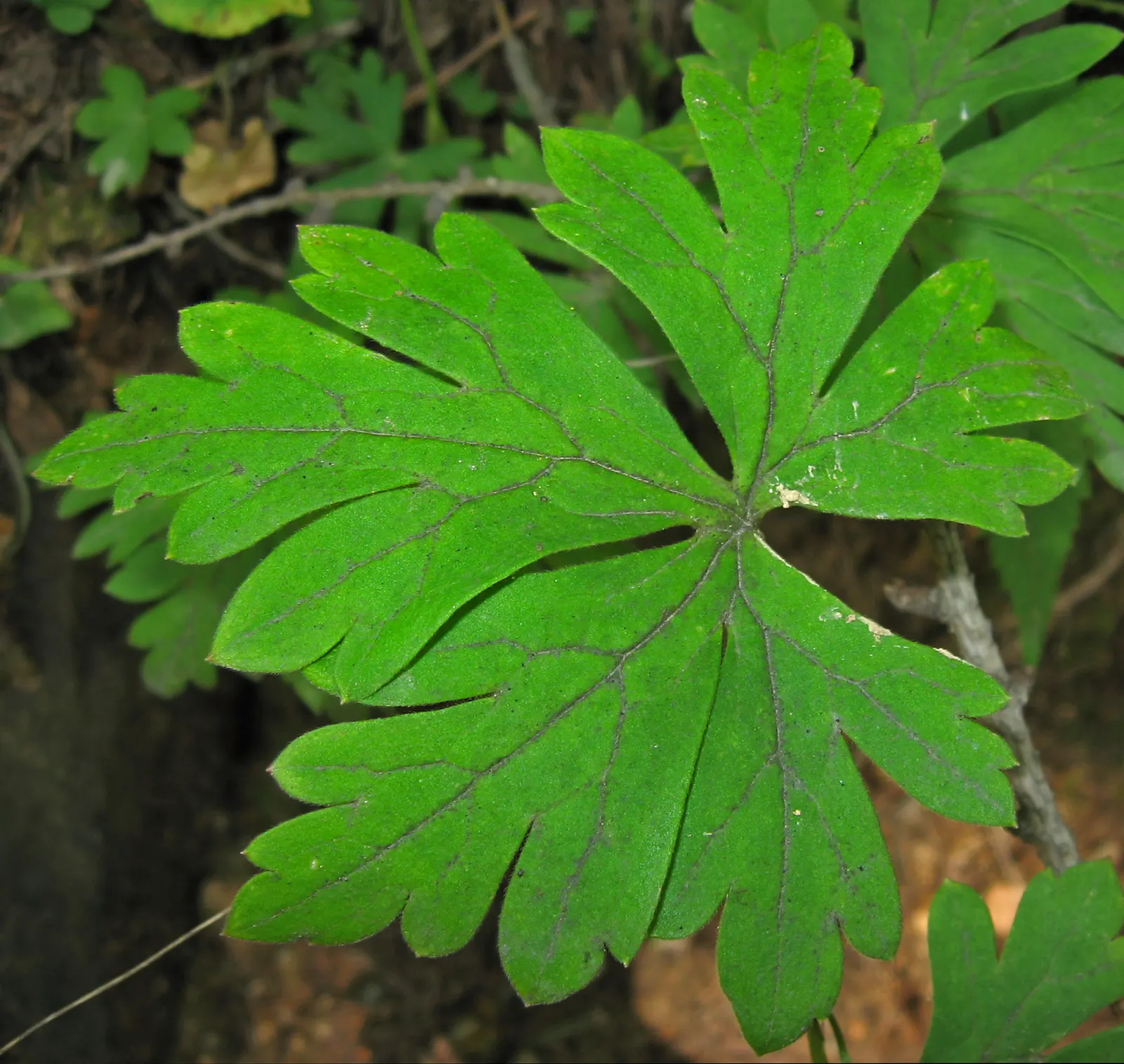 Monkshood (Aconitum Napellus) — as long as they are moist and well-draining.<br><br>Blooming from mid to late summer; perennial for full or half, image 71