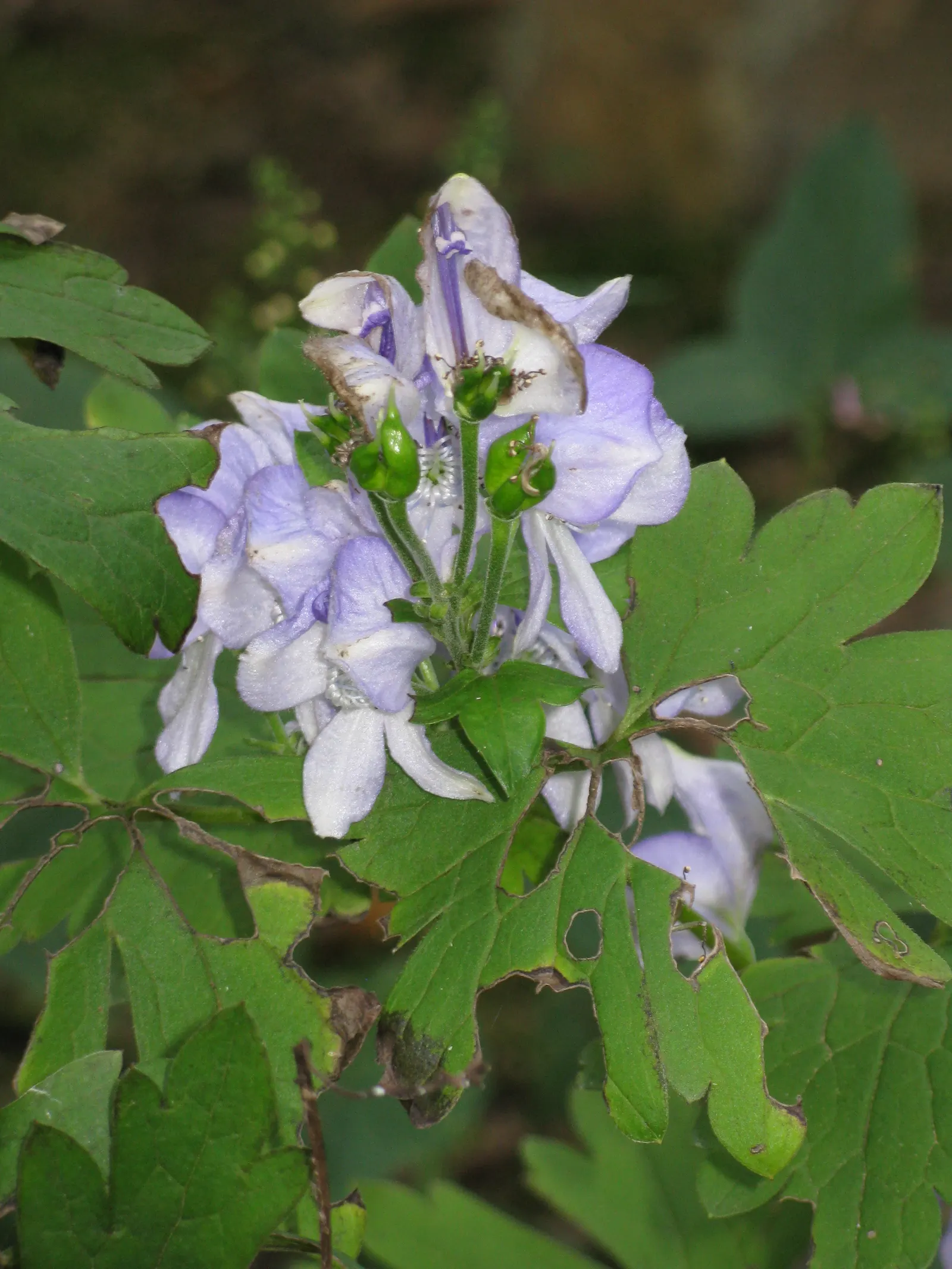 Monkshood (Aconitum Napellus) — it is imperative to recognize both its beauty and toxicity; away from areas frequented by pets or children, image 118