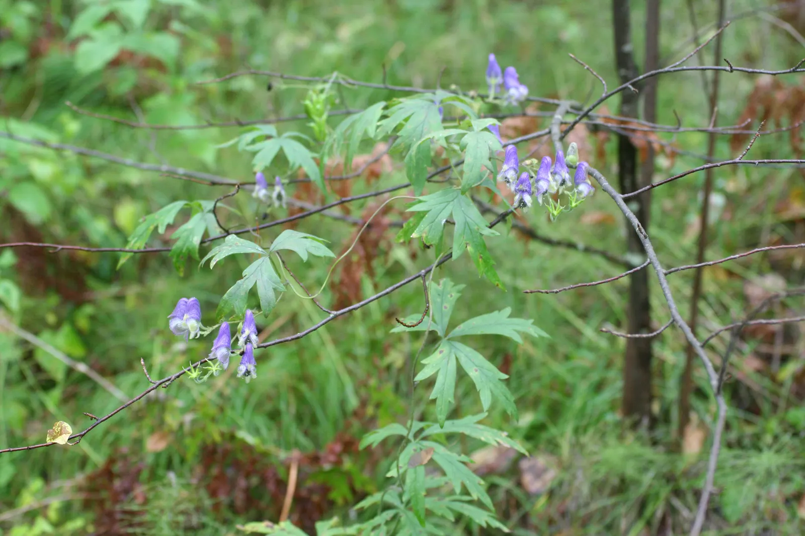 Monkshood (Aconitum Napellus) — scientifically known as Aconitum napellus; prized for deep blue-violet flowers resembling medieval hoods, image 60