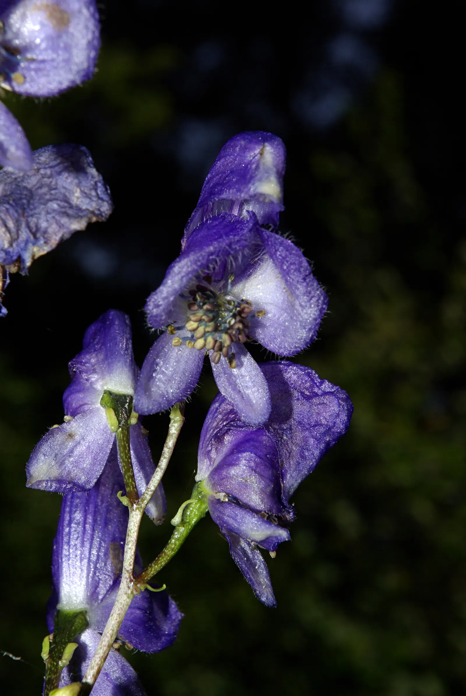 Monkshood (Aconitum Napellus) — perennial for full or half; which will help in preventing powdery mildew, image 130