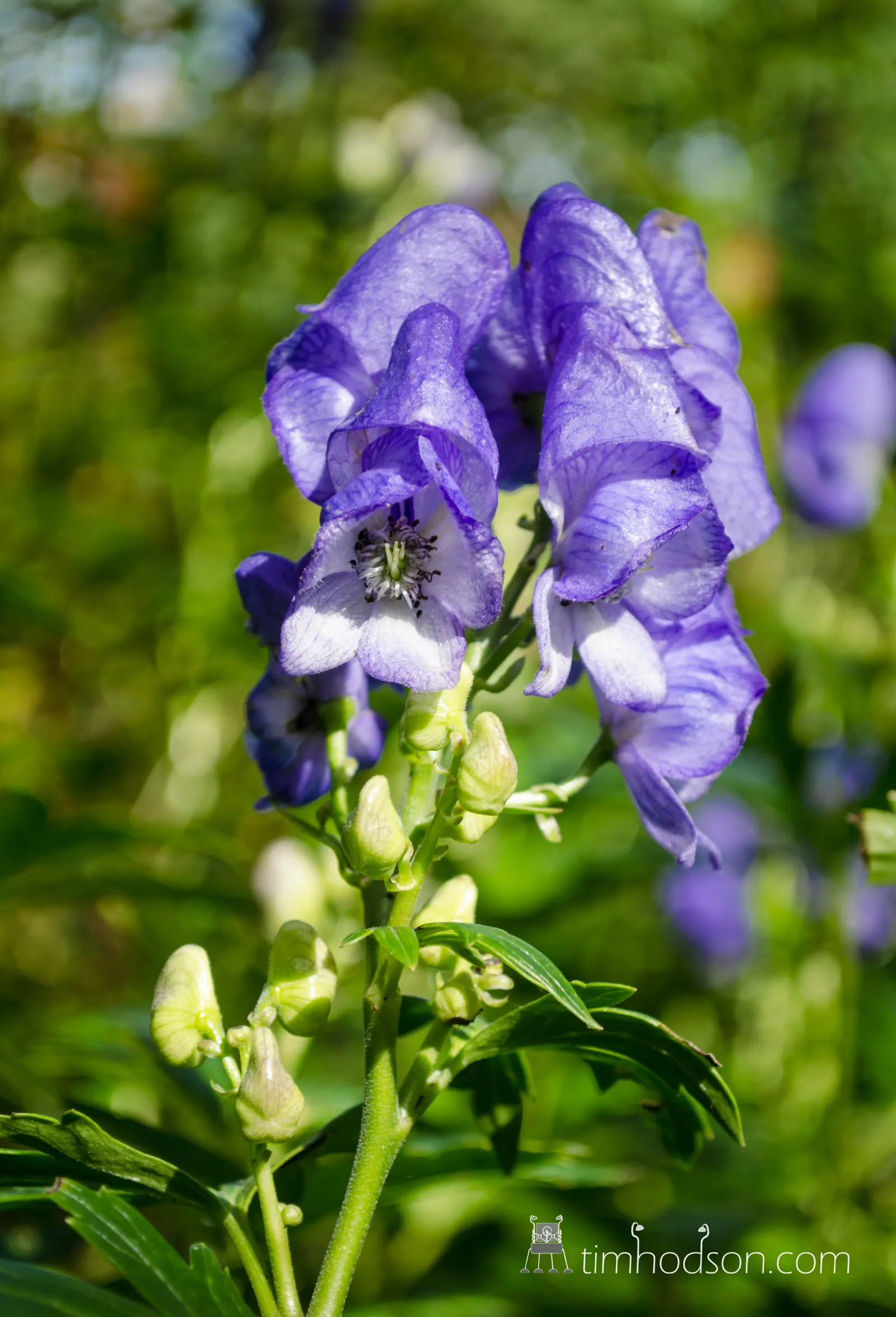 Monkshood (Aconitum Napellus) — prized for deep blue-violet flowers resembling medieval hoods; flowering midsummer to early fall, this perennial offers a