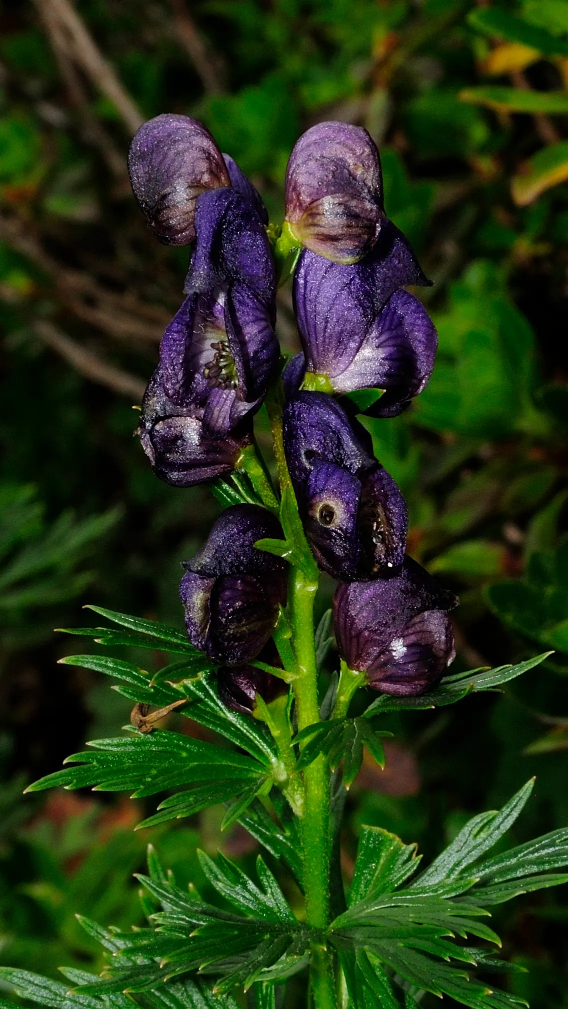 Monkshood (Aconitum Napellus) — perennial for full or half