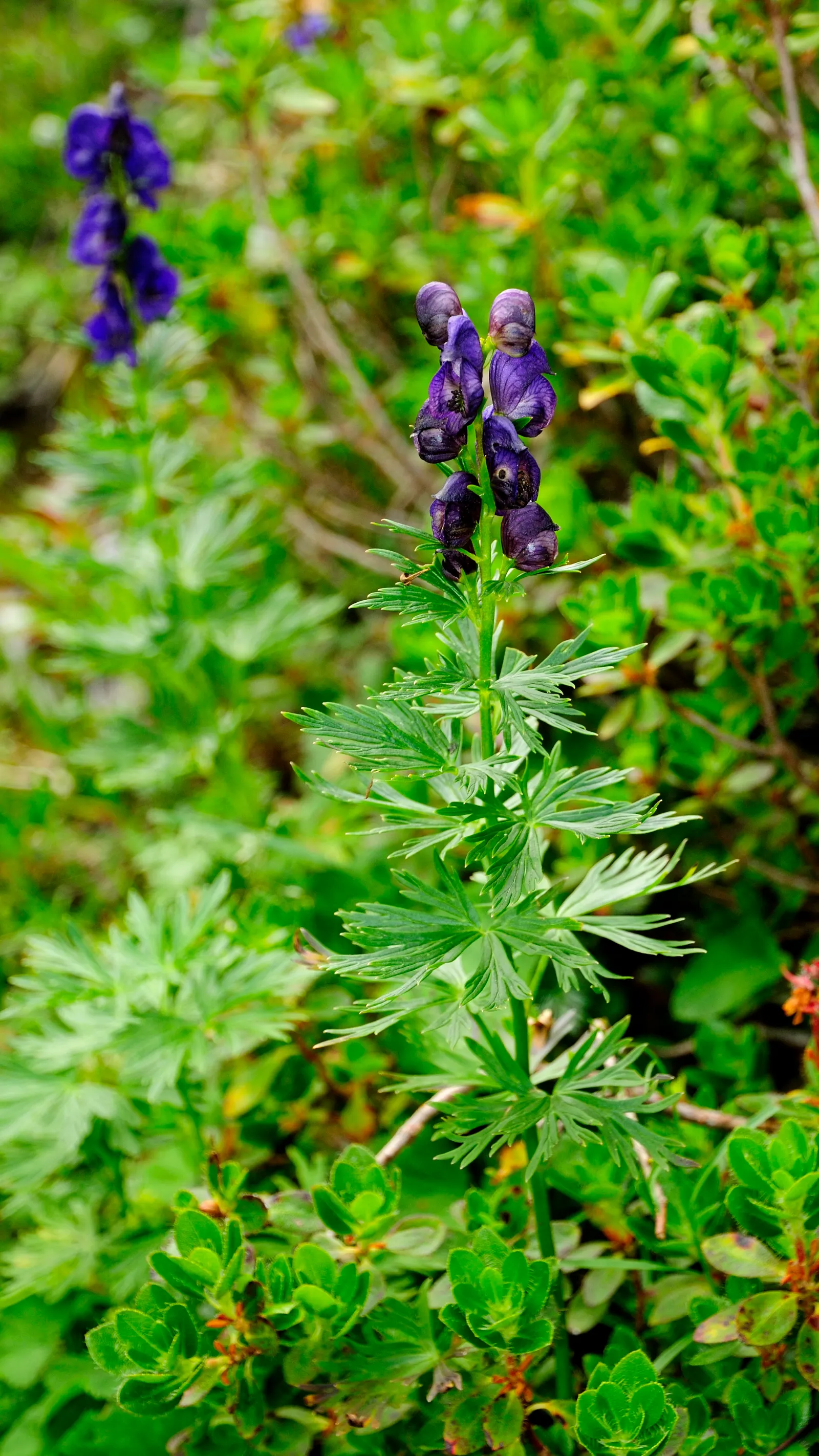 Monkshood (Aconitum Napellus) — Thriving in USDA Hardiness Zones 3 to 7