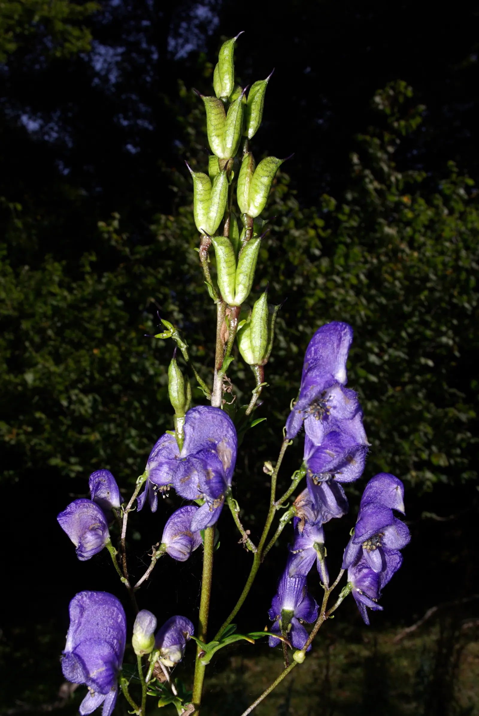 Monkshood (Aconitum Napellus) — is a striking perennial that offers distinct deep purple; scientifically known as Aconitum napellus, image 139