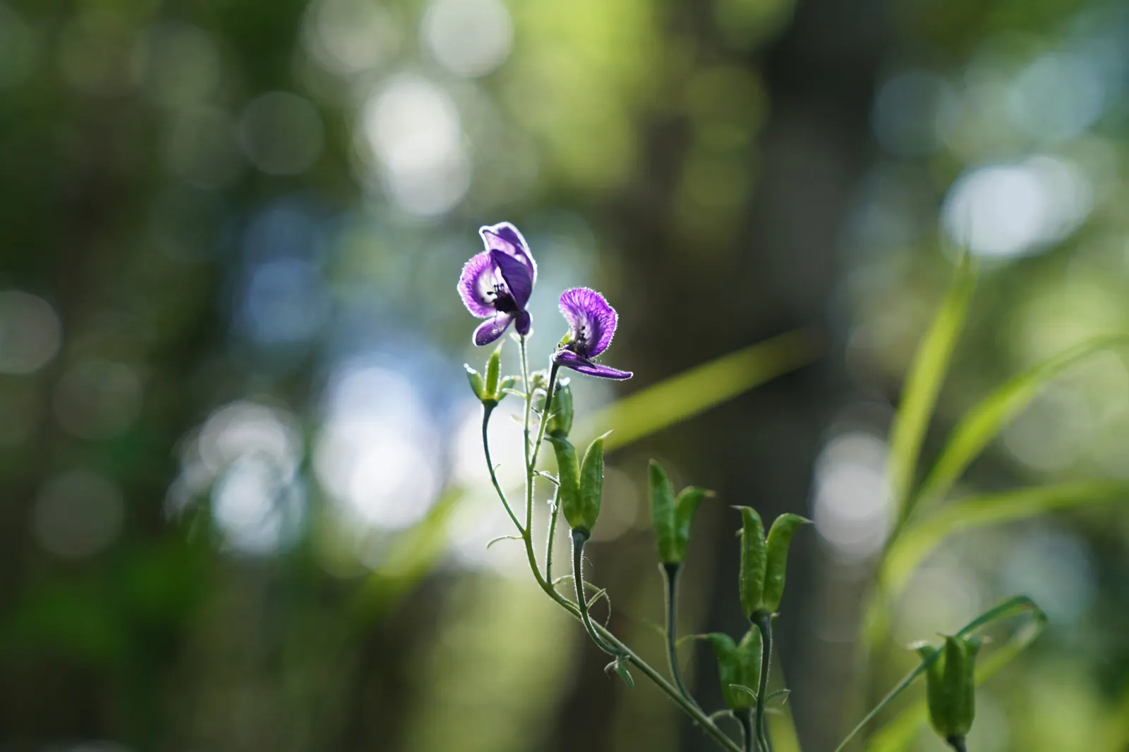 Monkshood (Aconitum Napellus) — prized for deep blue-violet flowers resembling medieval hoods; flowering midsummer to early fall, this perennial, image 53