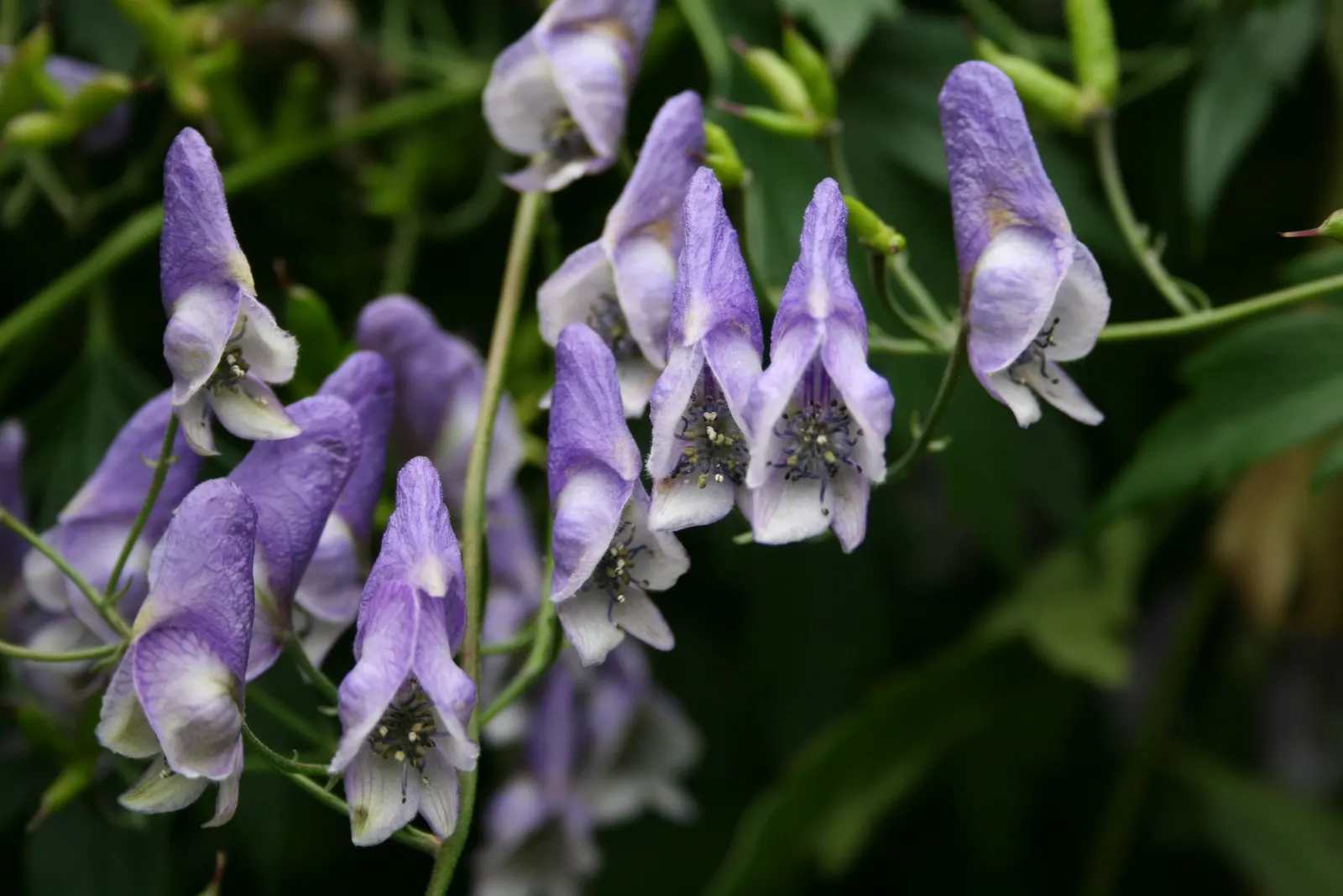 Monkshood (Aconitum Napellus) — Thriving in USDA Zones 3-7, it prefers partially shaded areas with well-drained, moist soil; it prefers part to, image 107
