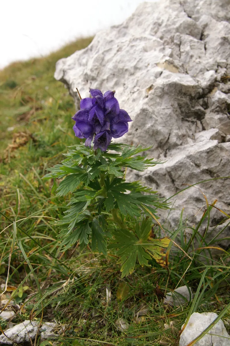 Monkshood (Aconitum Napellus) — thus it should be placed with caution; exercise caution: all parts are highly toxic if ingested, image 146
