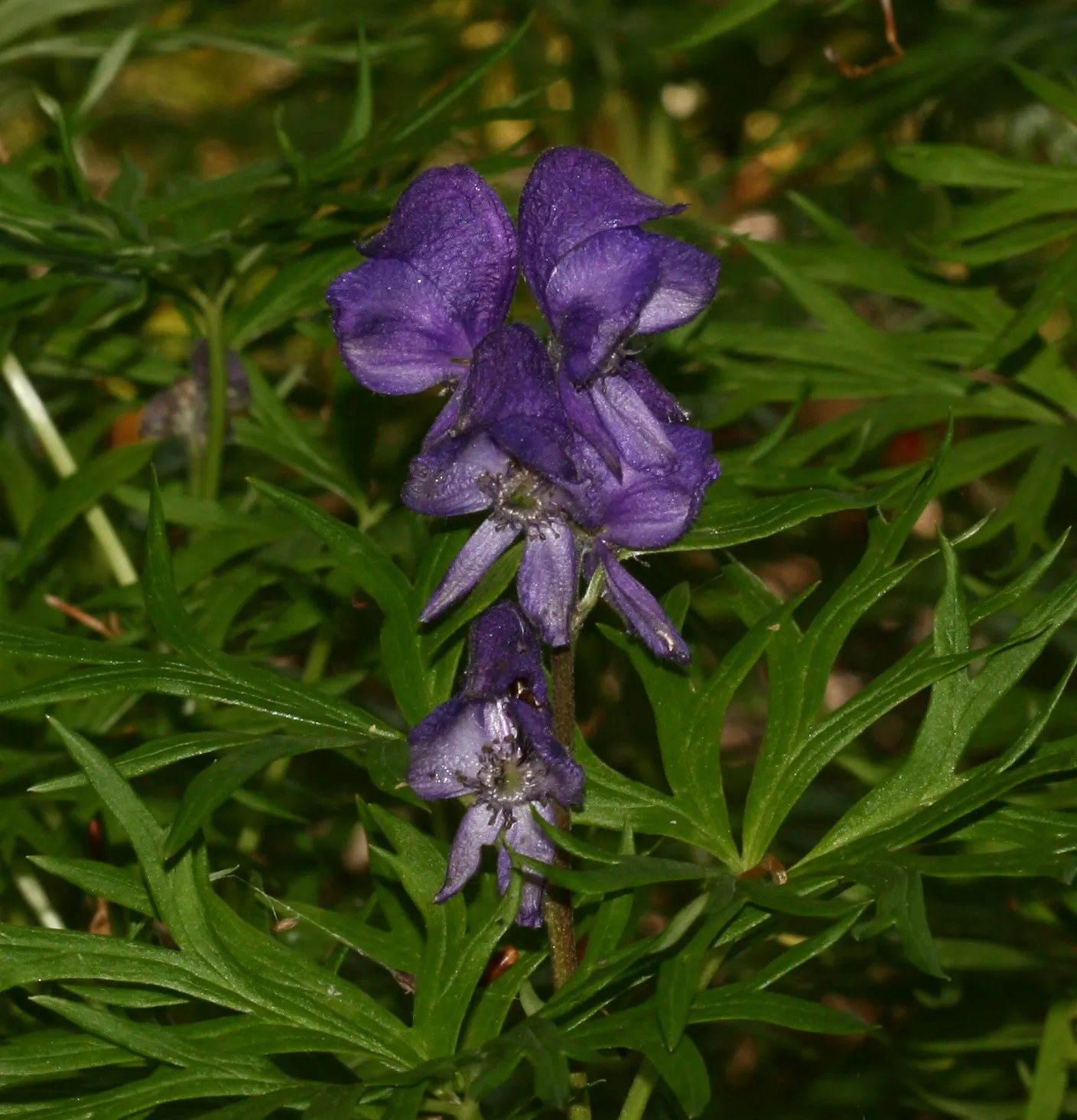 Monkshood (Aconitum Napellus) — Exercise caution: all parts are highly toxic if ingested; ideal for adding vertical interest in woodland gardens or, image 83