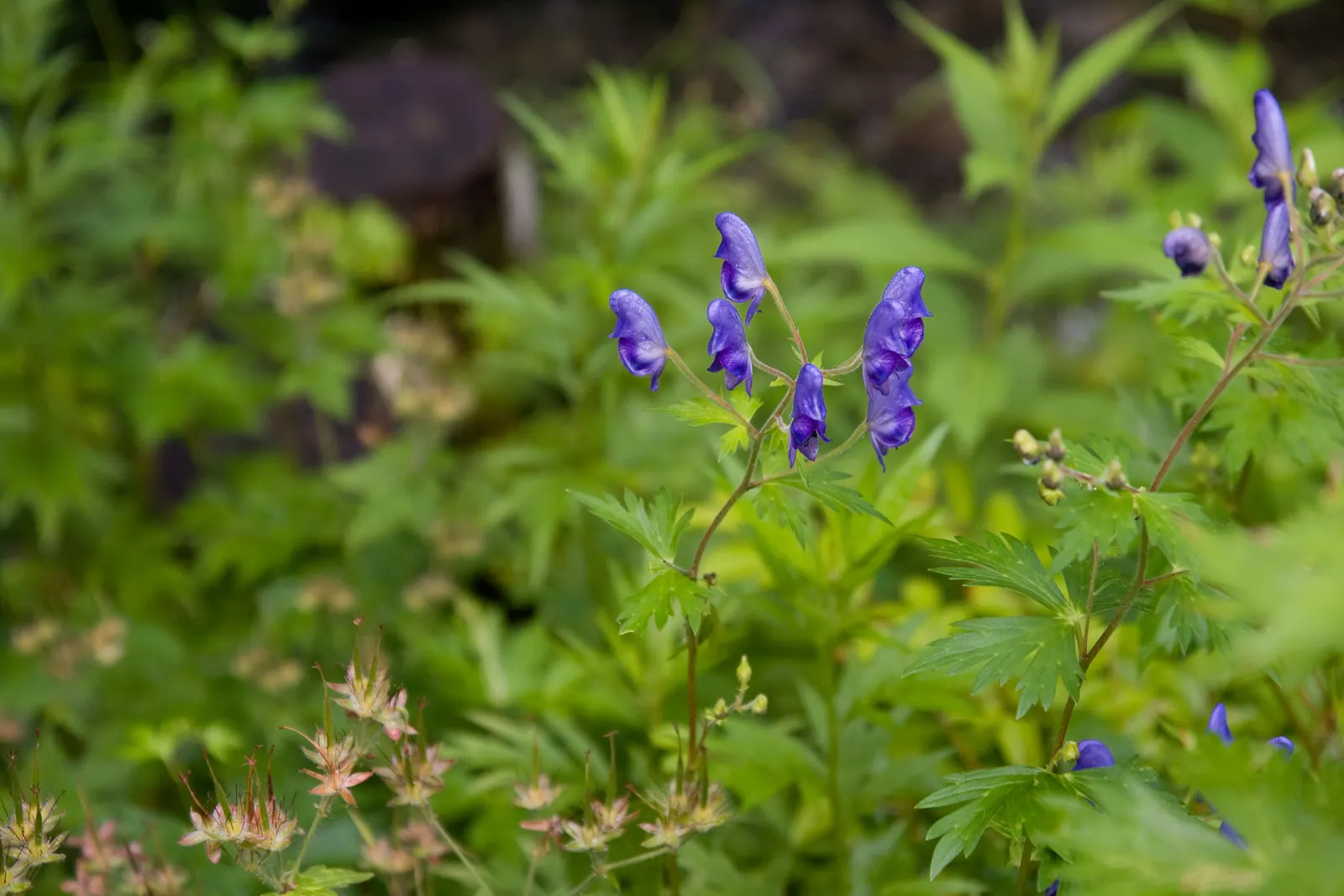 Monkshood (Aconitum Napellus) — is a striking perennial that offers distinct deep purple; scientifically known as Aconitum napellus, image 87