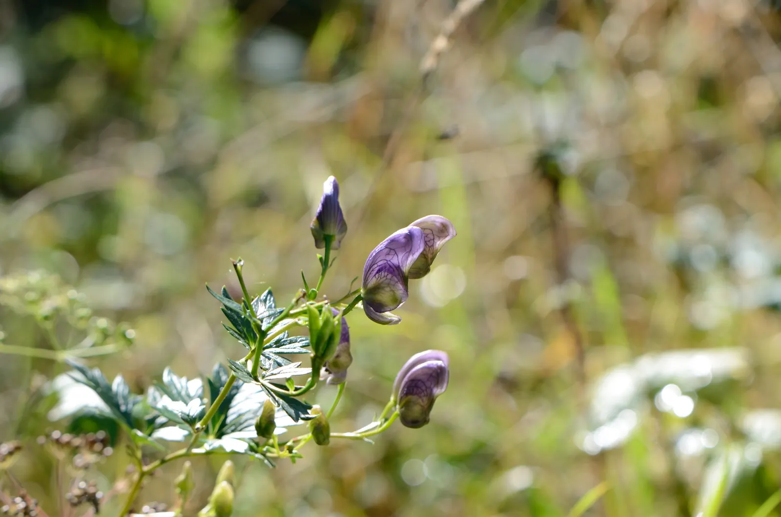 Monkshood (Aconitum Napellus) — Thriving in USDA Hardiness Zones 3 to 7; requiring minimal maintenance, image 63