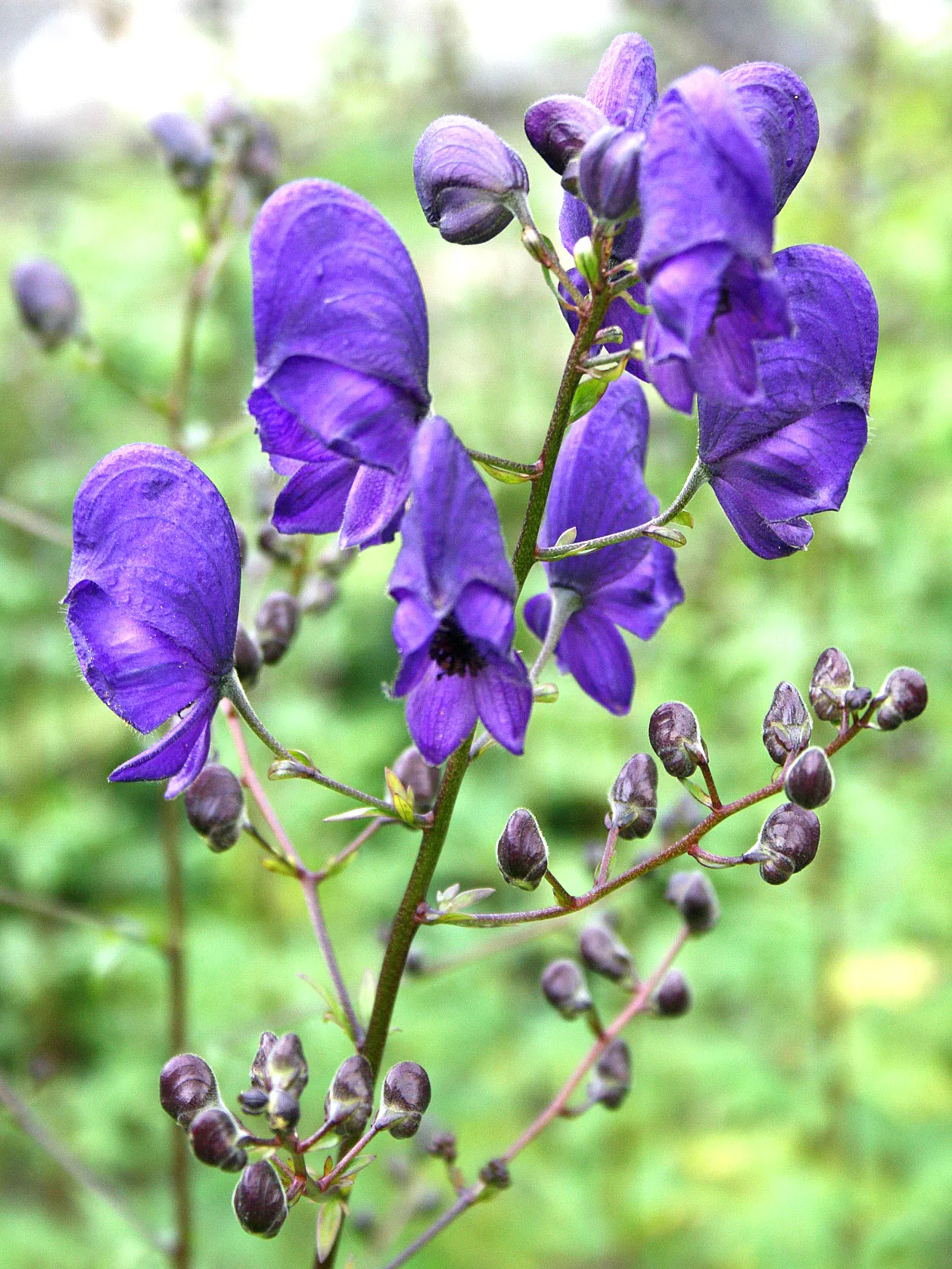 Monkshood (Aconitum Napellus) — Exercise caution: all parts are highly toxic if ingested; ideal for adding vertical interest in woodland gardens or, image 135